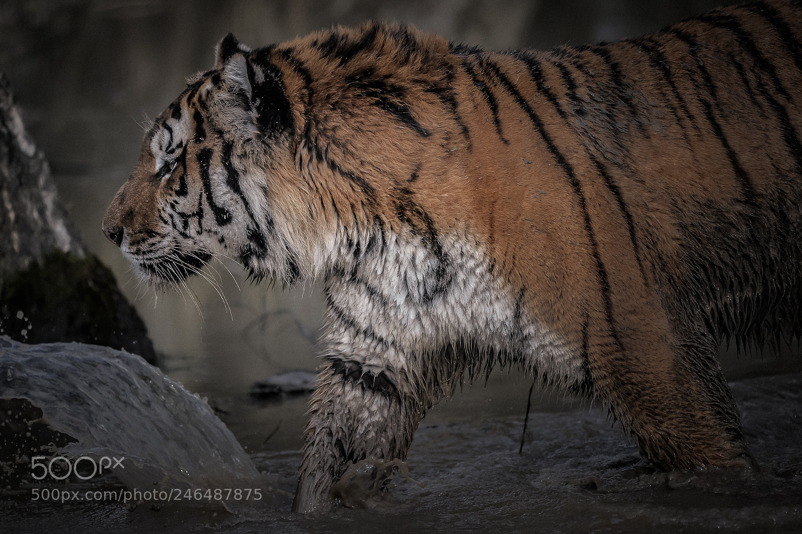 Nikon D4 sample photo. Tiger photography