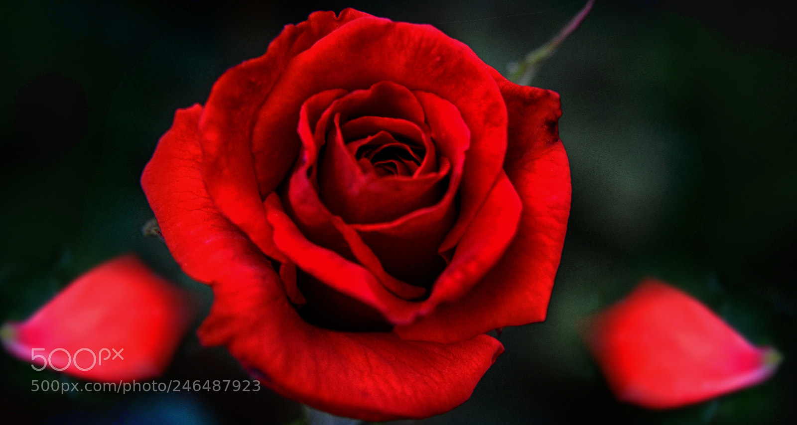 Nikon D300 sample photo. Flowers photography