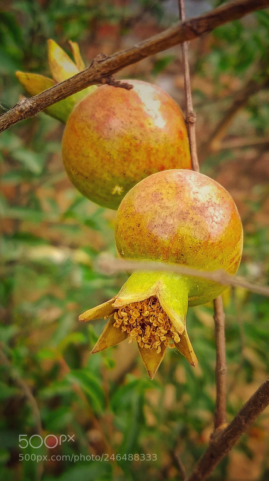 Motorola Moto G (5) Plus sample photo. Adolescence photography