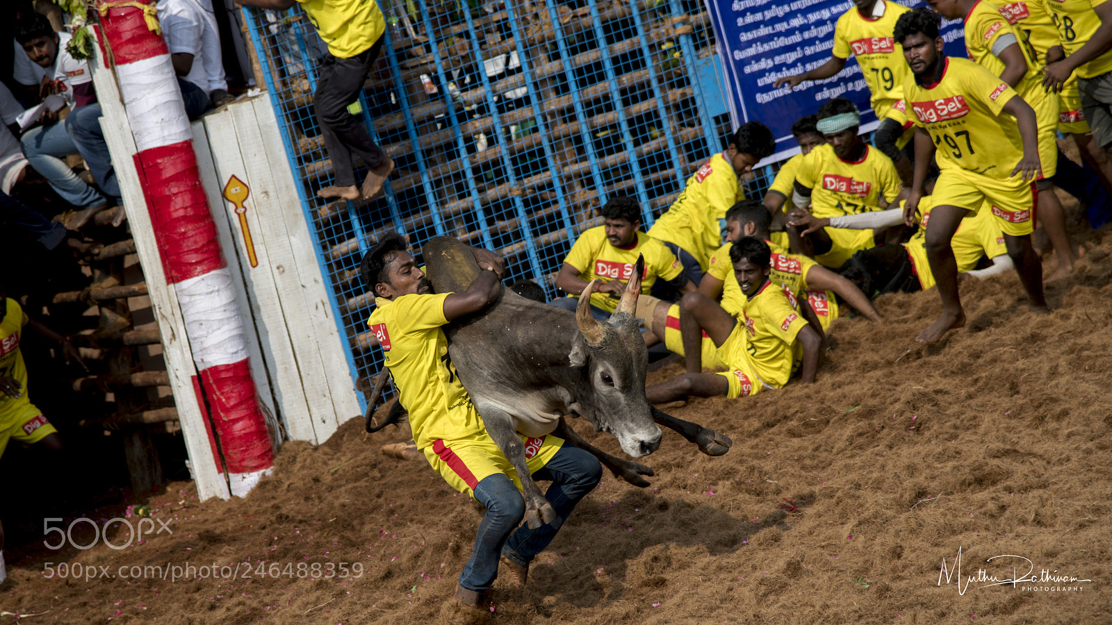 Nikon D850 sample photo. Tirupur jallikattu photography
