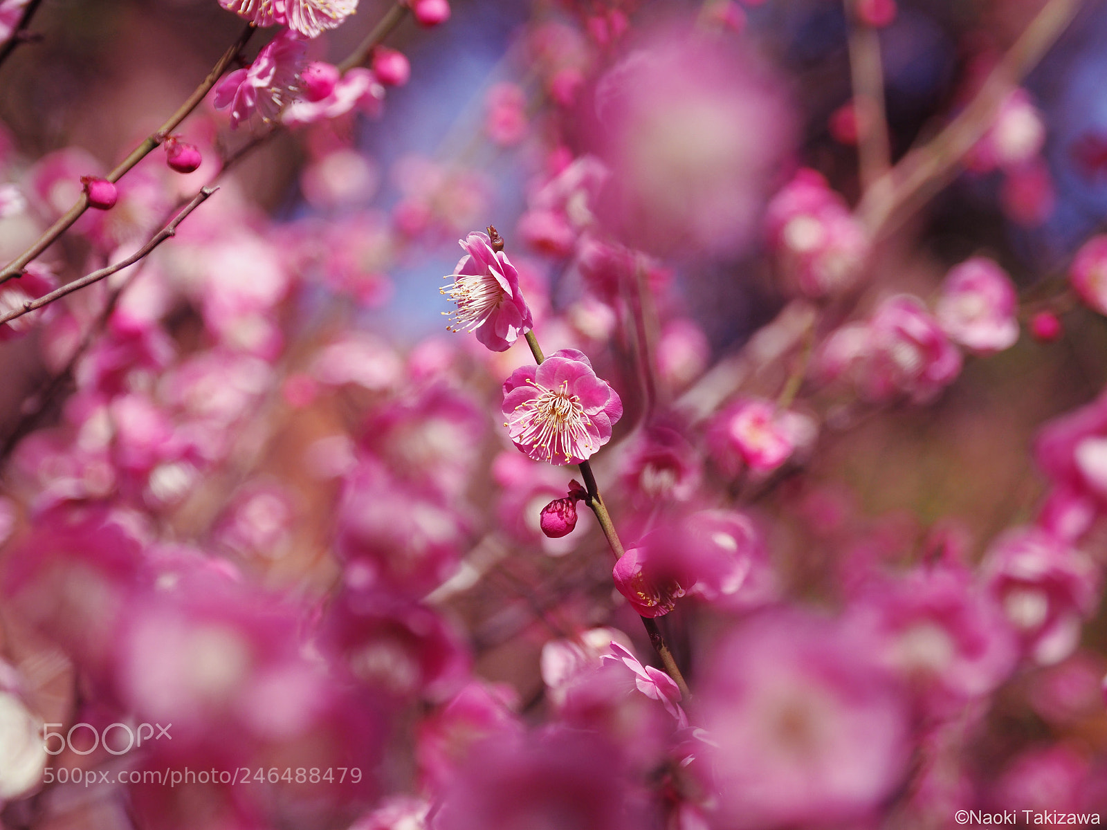 Olympus OM-D E-M1 Mark II sample photo. Spring sign photography