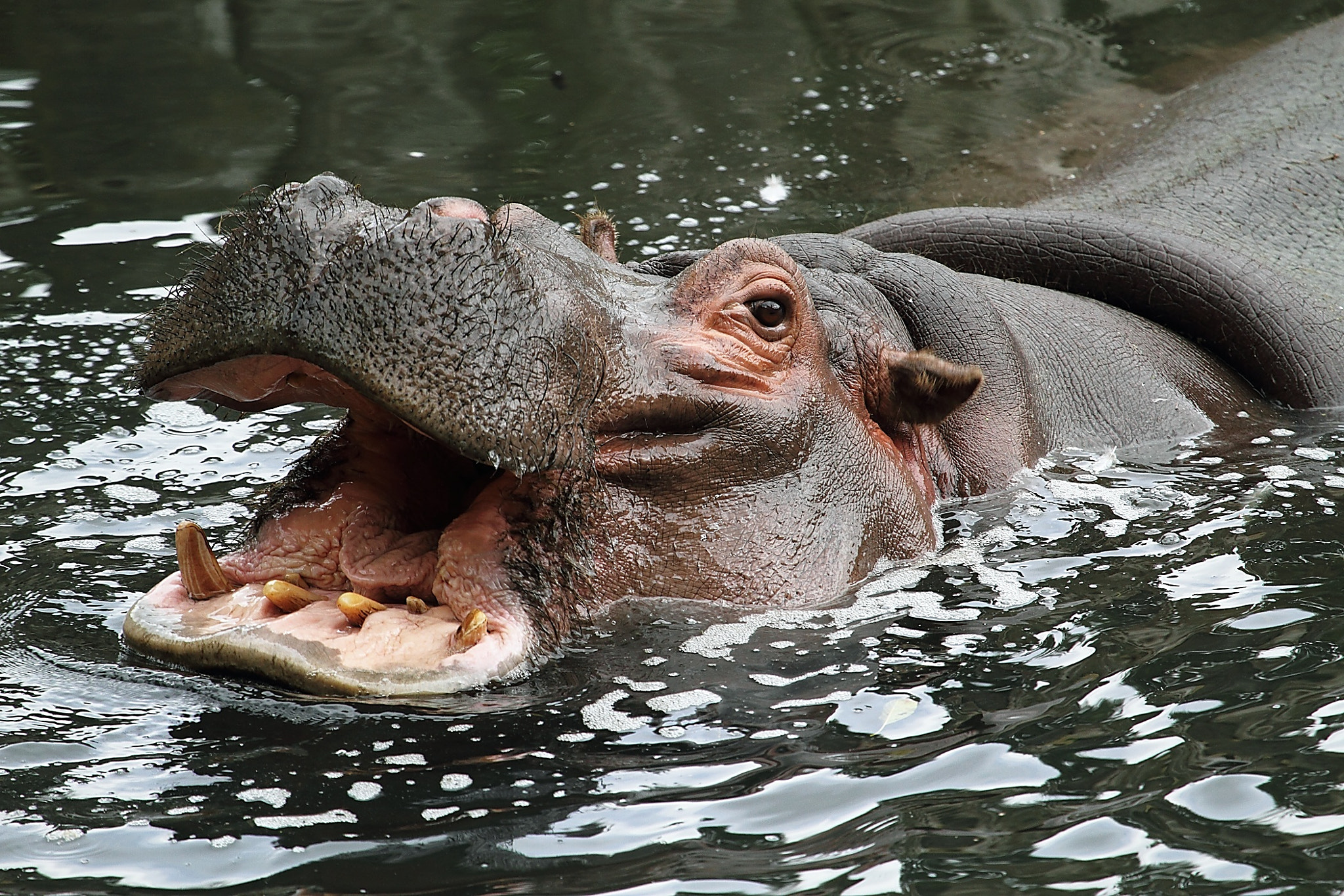 Canon EOS 7D + Canon EF 100-400mm F4.5-5.6L IS USM sample photo. Hippopotamus amphibius photography