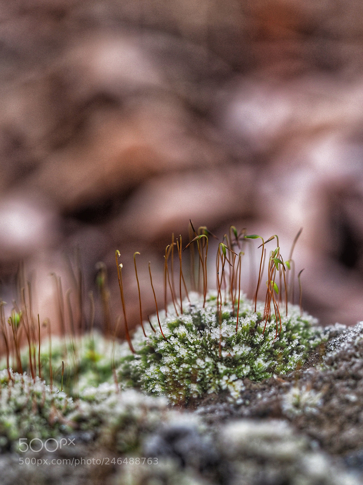 Olympus OM-D E-M1 sample photo. Brrr, koud buiten ... photography