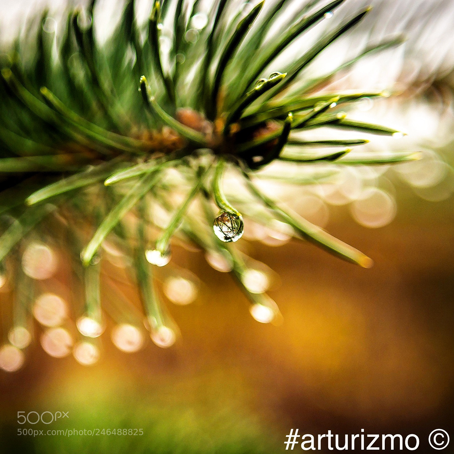 Nikon D7200 sample photo. Rain of drops ii photography