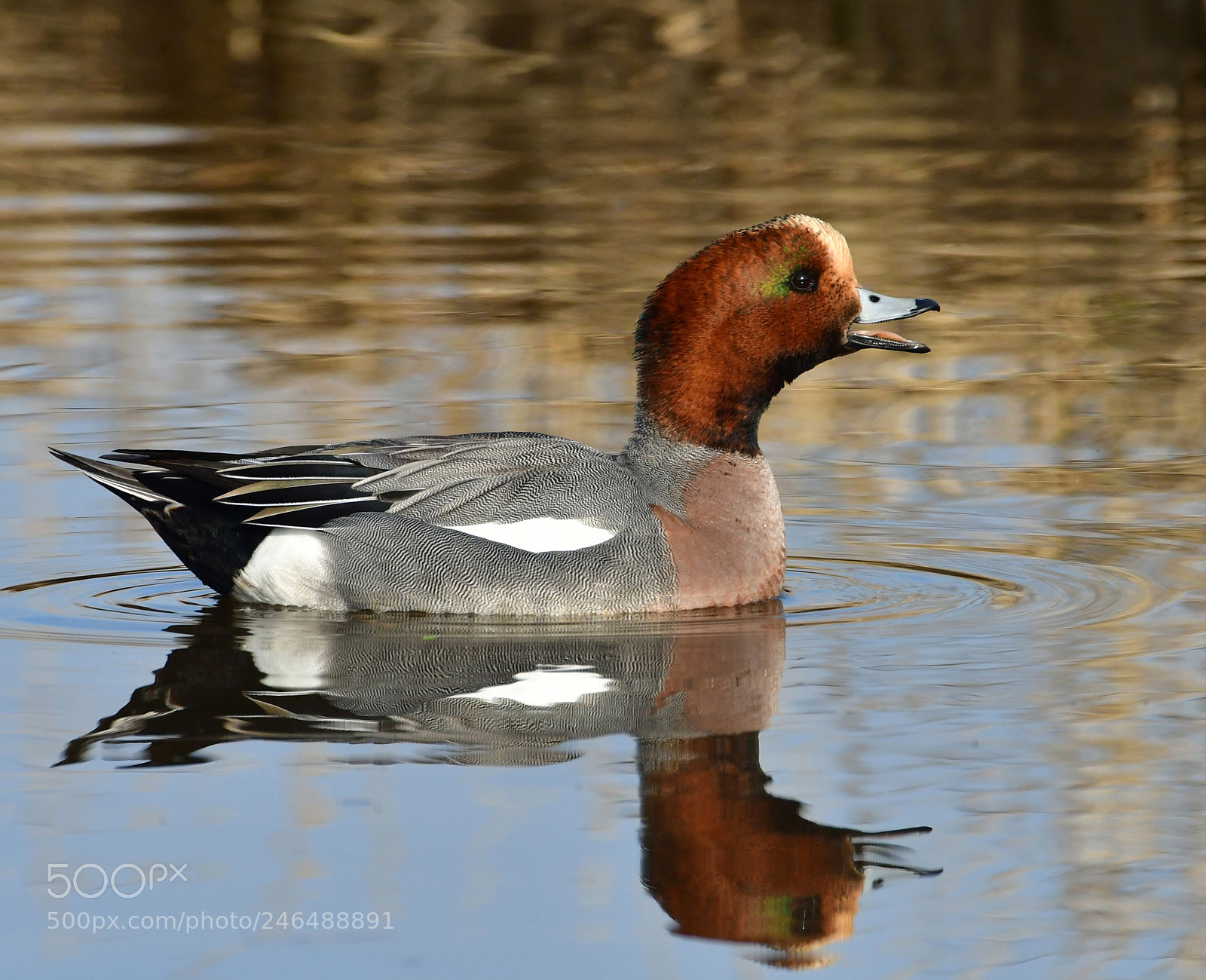 Nikon D500 + Nikon AF-S Nikkor 500mm F4G ED VR sample photo. Smient photography
