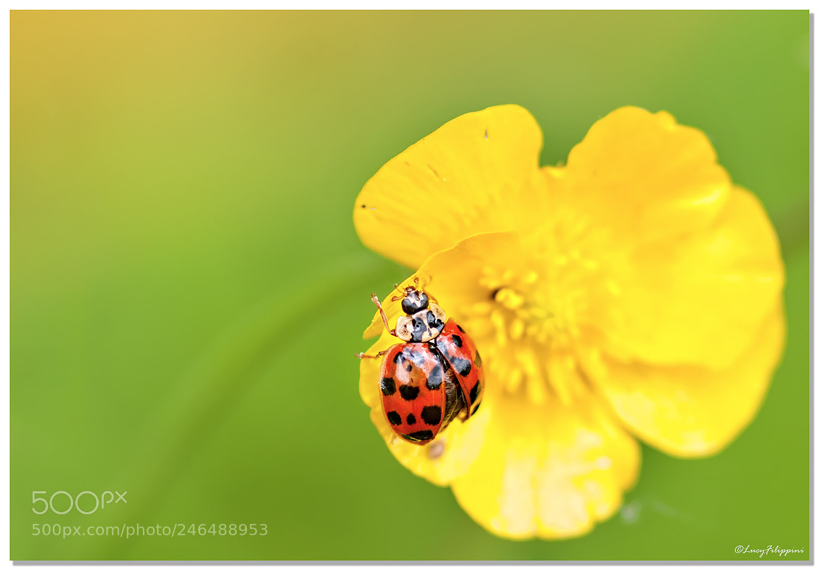 Olympus E-3 sample photo. Ladybug... photography