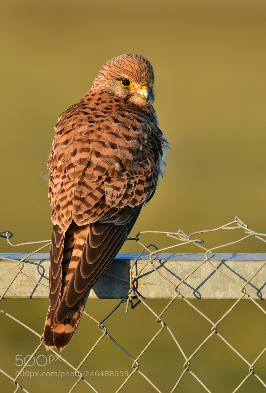 Nikon D500 + Nikon AF-S Nikkor 500mm F4G ED VR sample photo. Torenvalk photography
