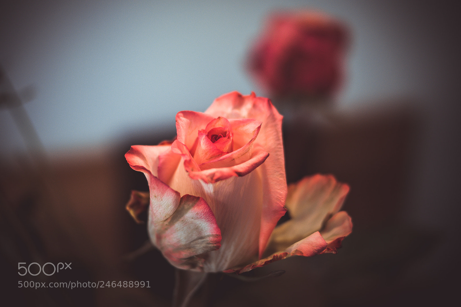 Sony SLT-A58 sample photo. Rose photography