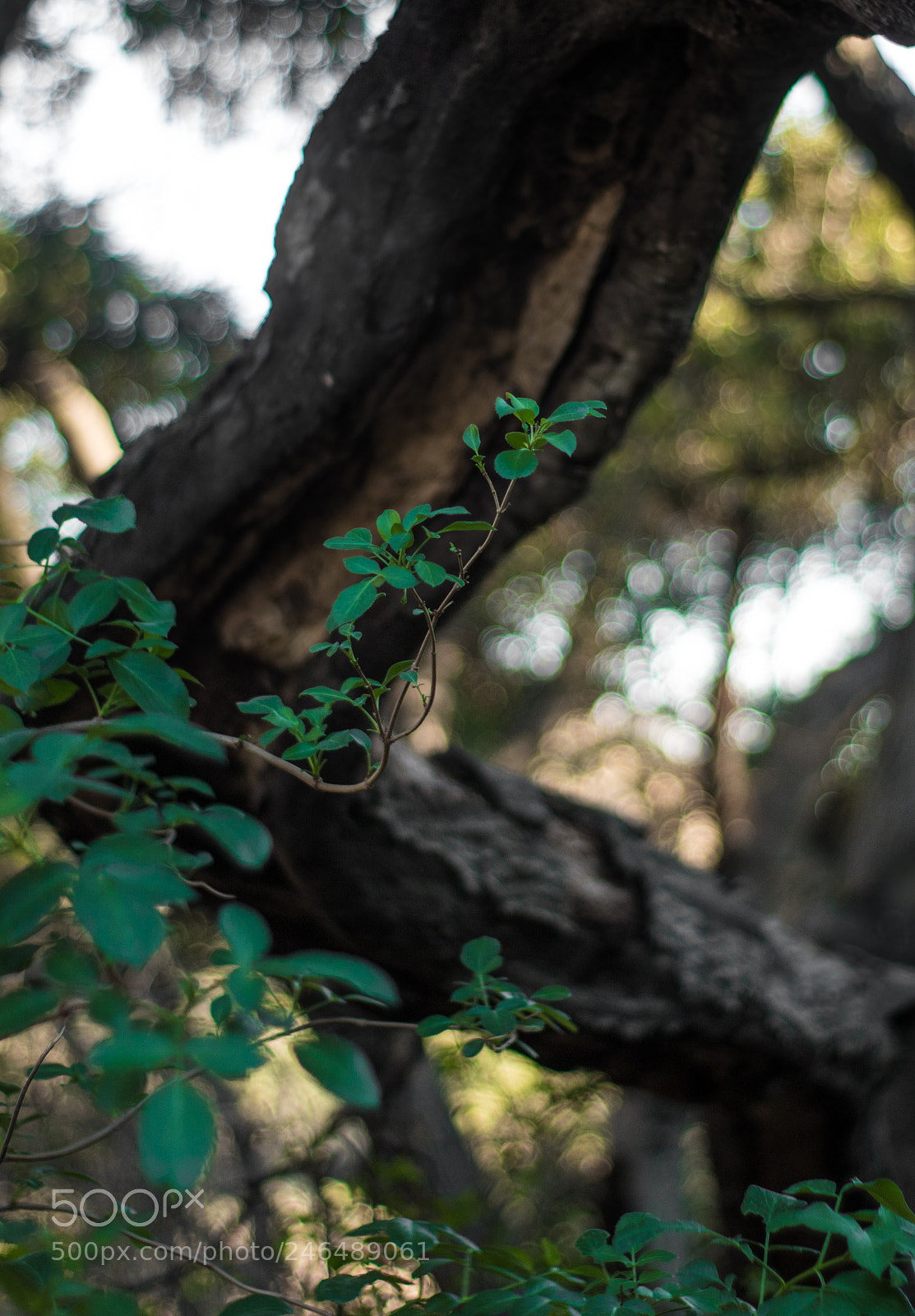 Canon EOS 1300D (EOS Rebel T6 / EOS Kiss X80) sample photo. Emerge photography