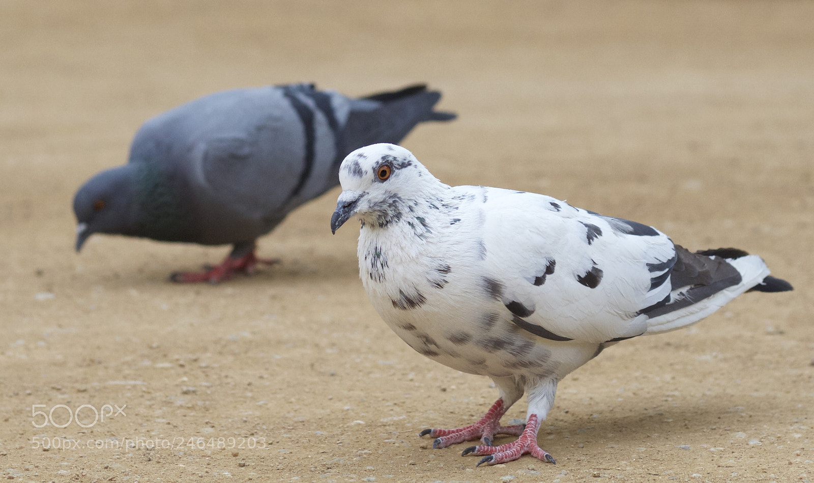 Canon EOS 1200D (EOS Rebel T5 / EOS Kiss X70 / EOS Hi) sample photo. Whitepigeon photography