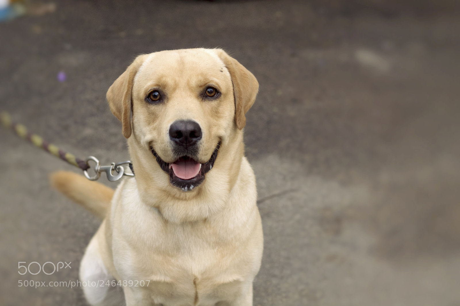 Canon EOS 1200D (EOS Rebel T5 / EOS Kiss X70 / EOS Hi) sample photo. Bruno photography