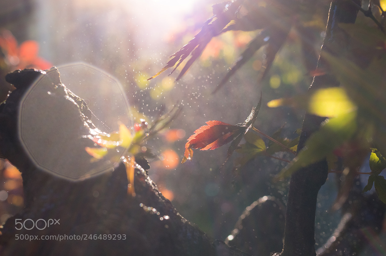 Pentax K-3 II sample photo. Good morning photography