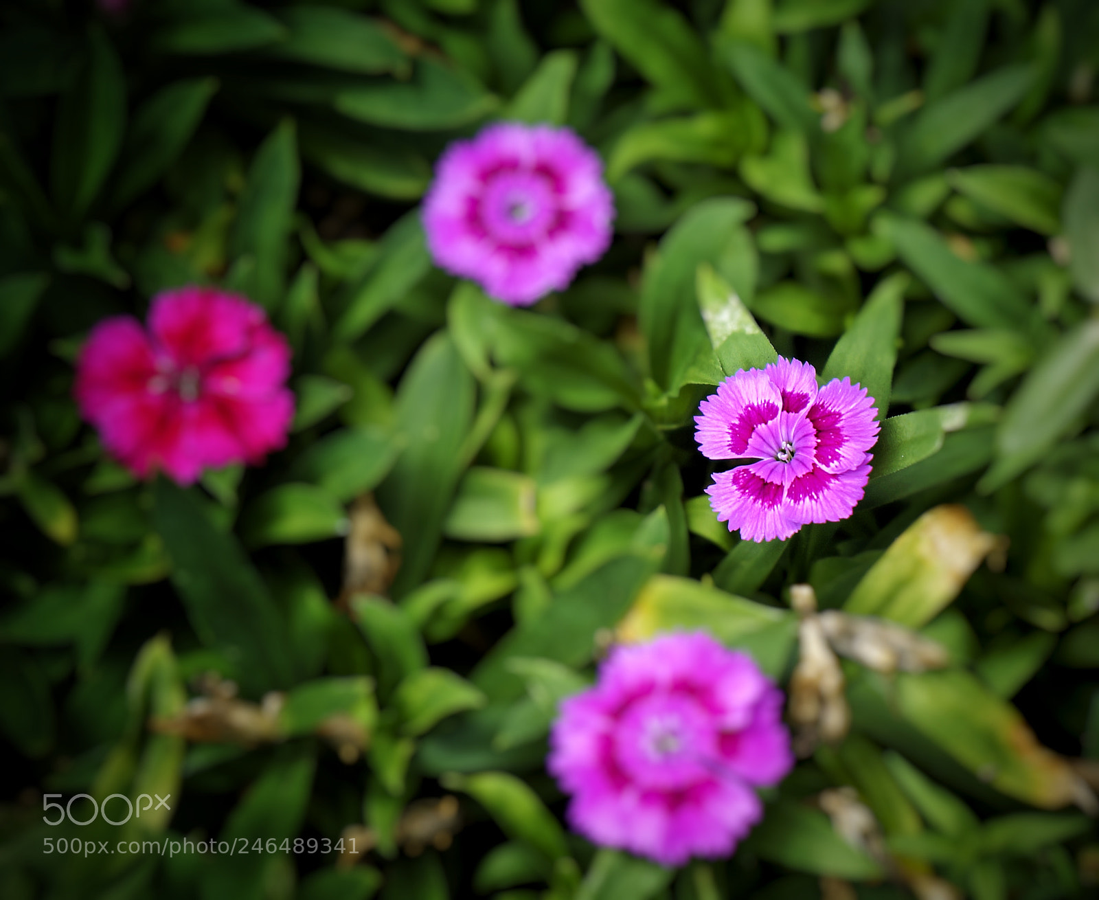 Sony Alpha NEX-5N sample photo. Untitled photography