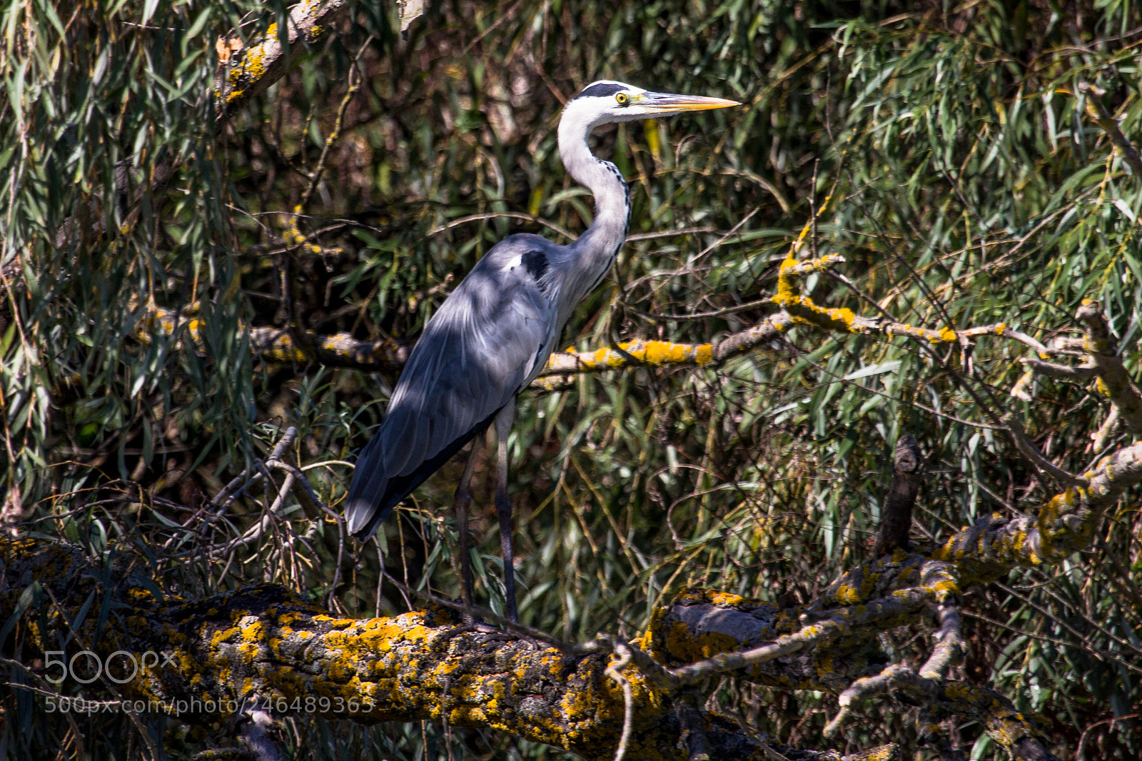 Canon EOS 60D sample photo. Grey heron photography