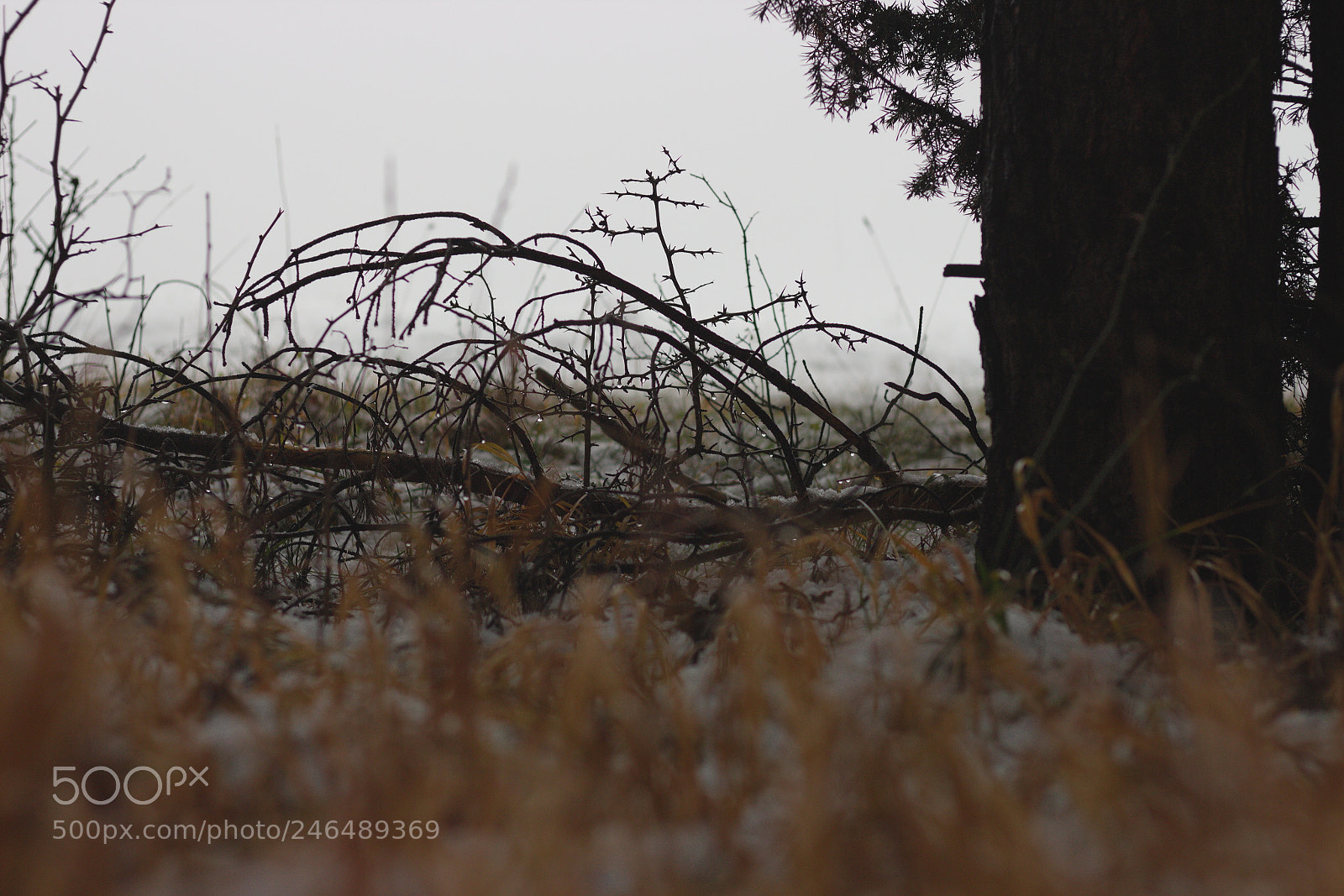 Canon EOS 700D (EOS Rebel T5i / EOS Kiss X7i) + Canon EF 50mm F1.8 STM sample photo. Winter photography