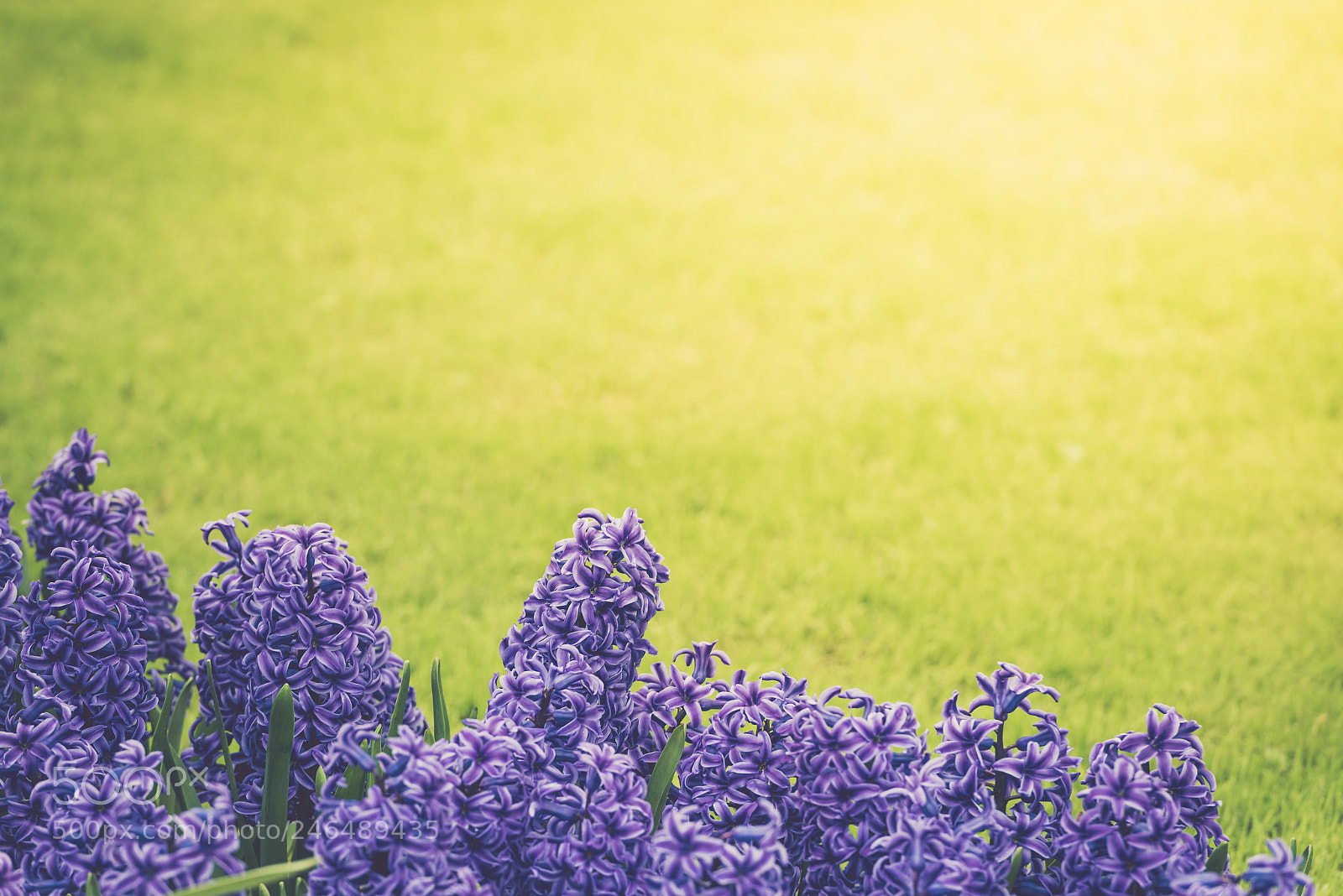 Nikon D810 sample photo. Bright purple hyacinths on photography