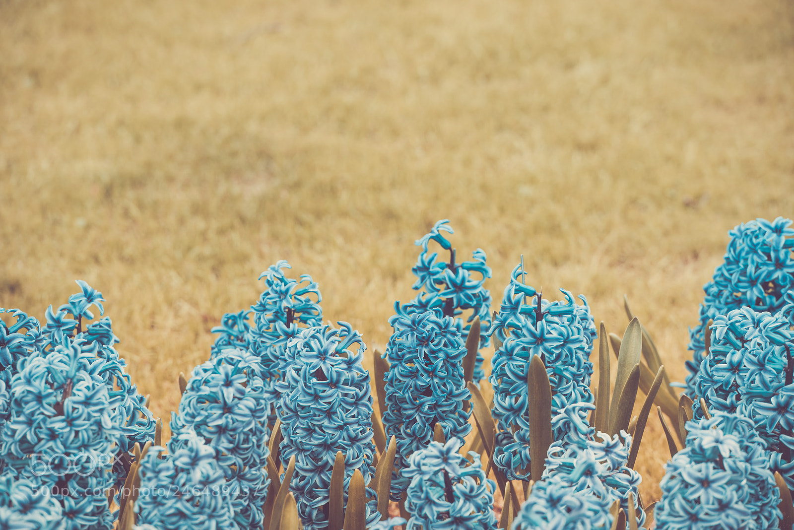 Nikon D810 sample photo. Hyacinths in an infrared photography