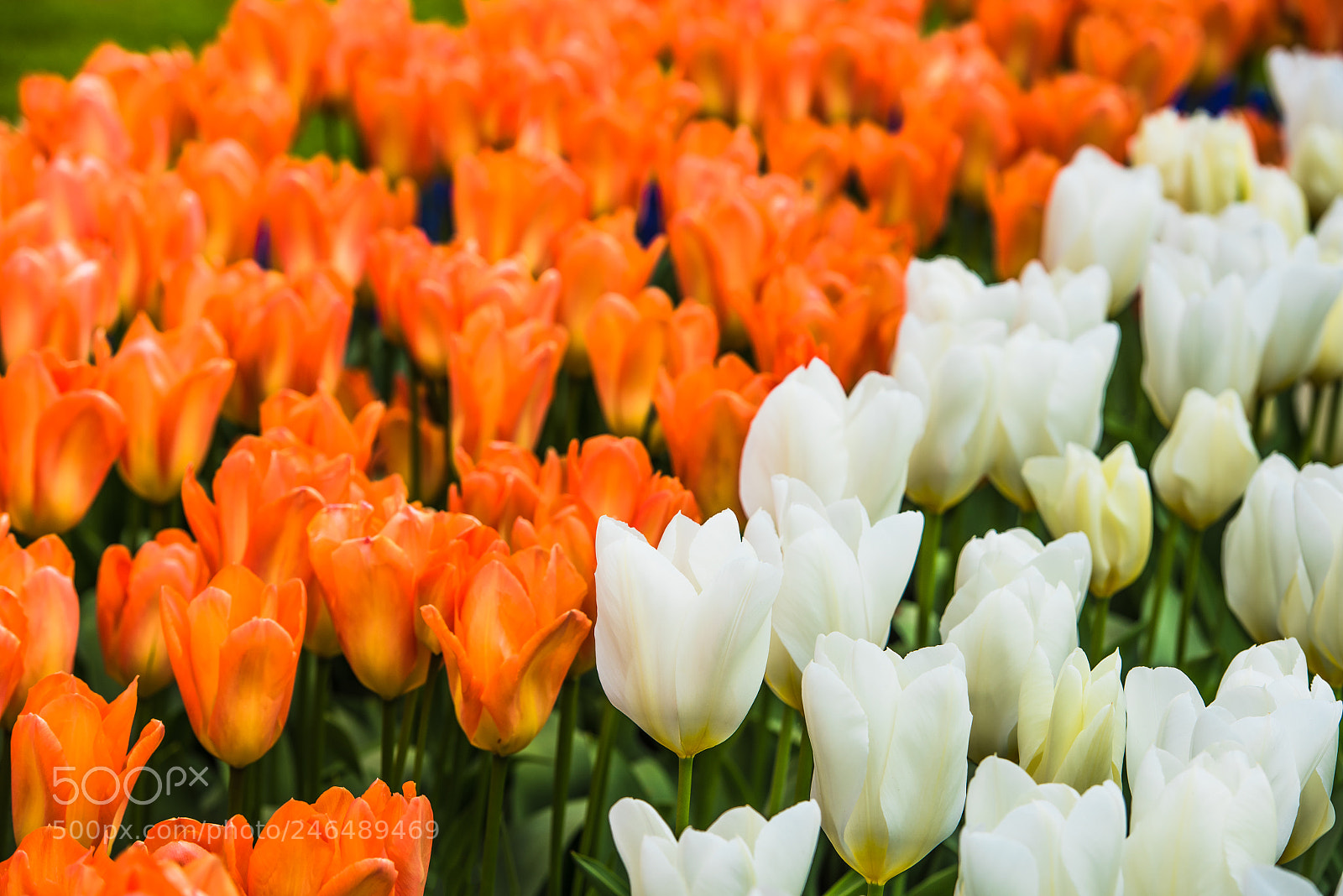 Nikon D810 sample photo. Bright tulips flowerbed in photography