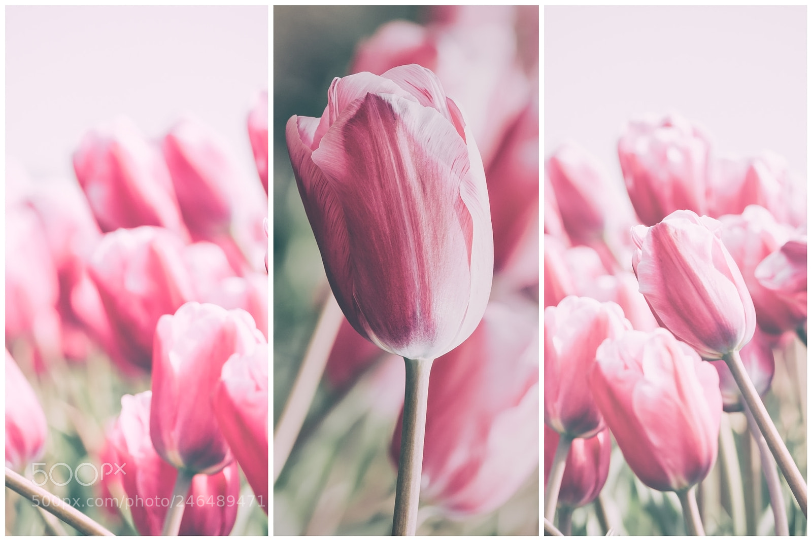 Nikon D810 sample photo. Pink tulips collage photography