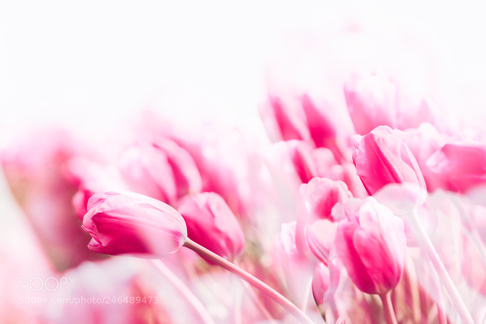 Nikon D810 sample photo. Tulips field in the photography