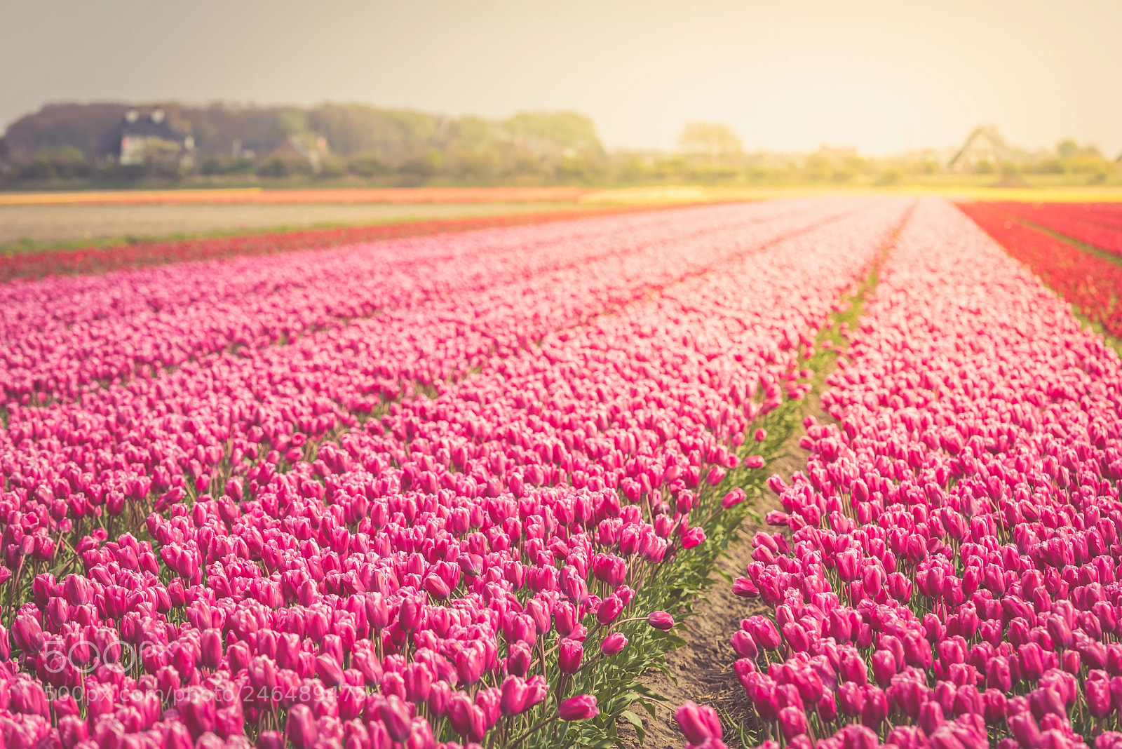 Nikon D810 sample photo. Red tulips field in photography