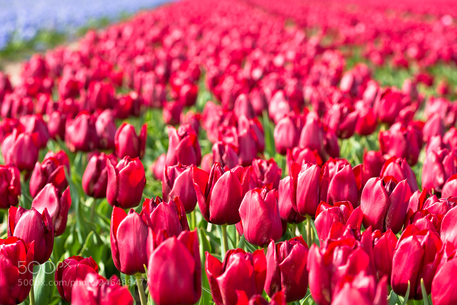Nikon D810 sample photo. Red tulips field in photography