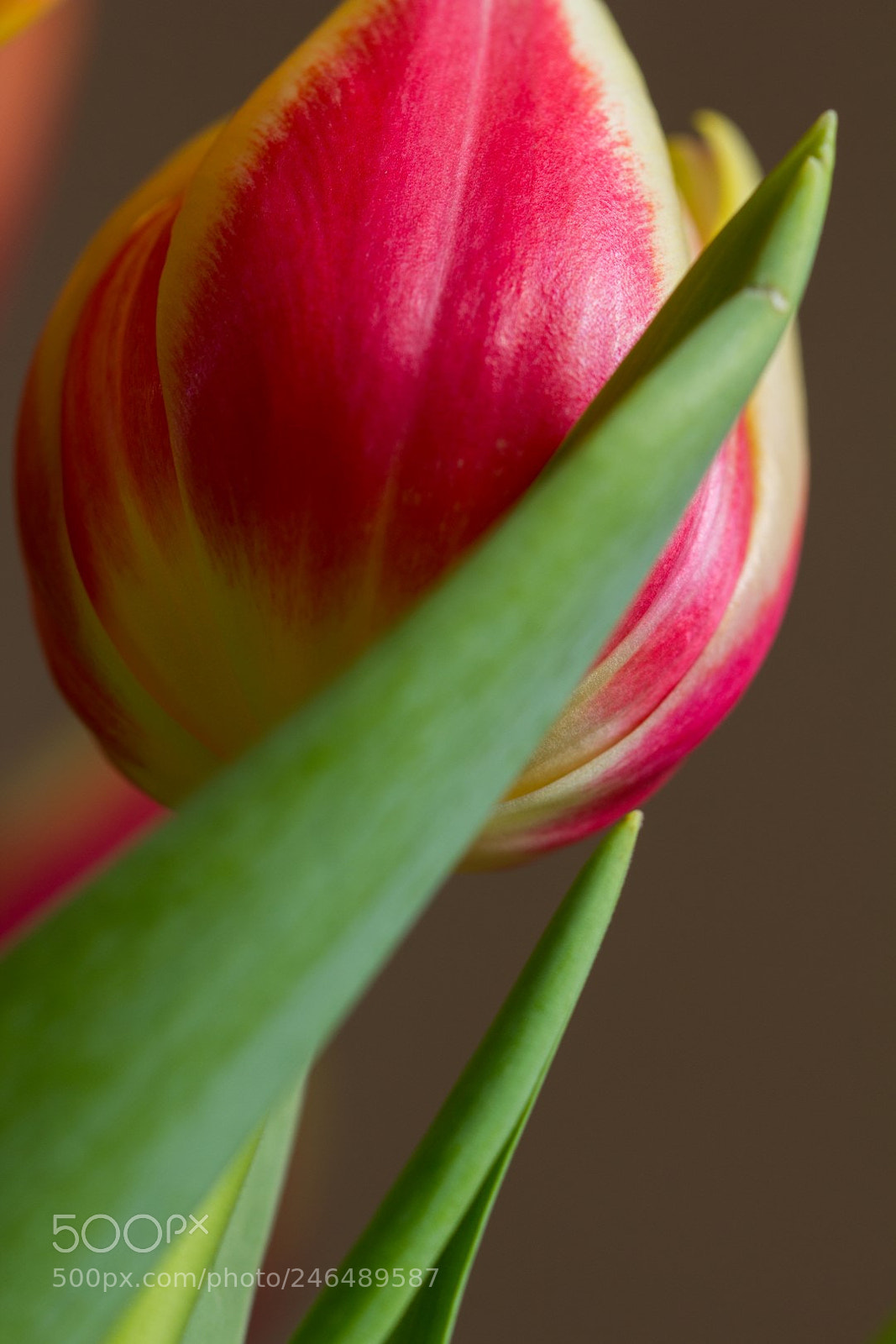 Canon EOS 60D sample photo. Springtime photography