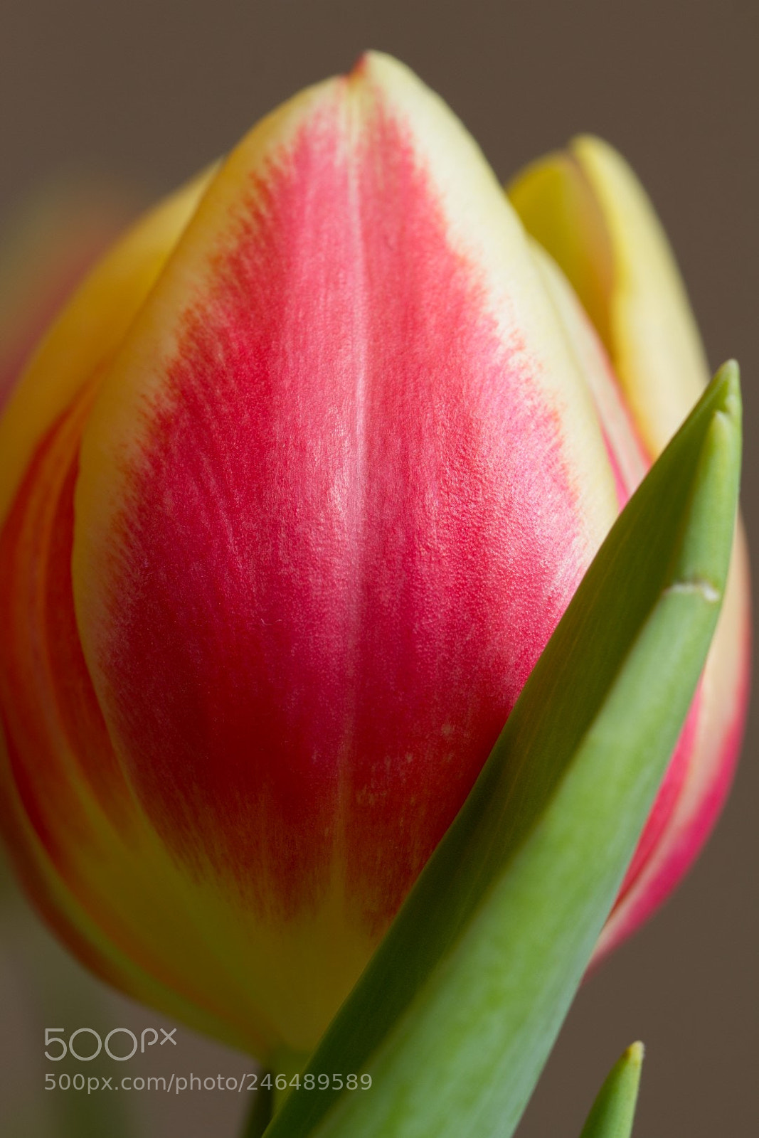 Canon EOS 60D sample photo. Springtime photography