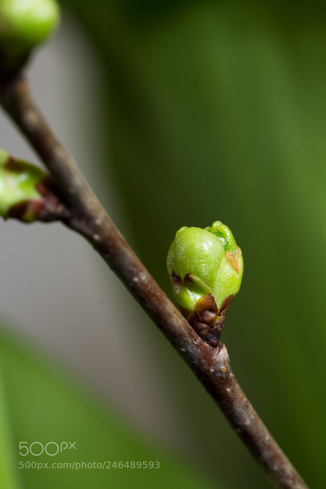 Canon EOS 60D sample photo. Springtime photography
