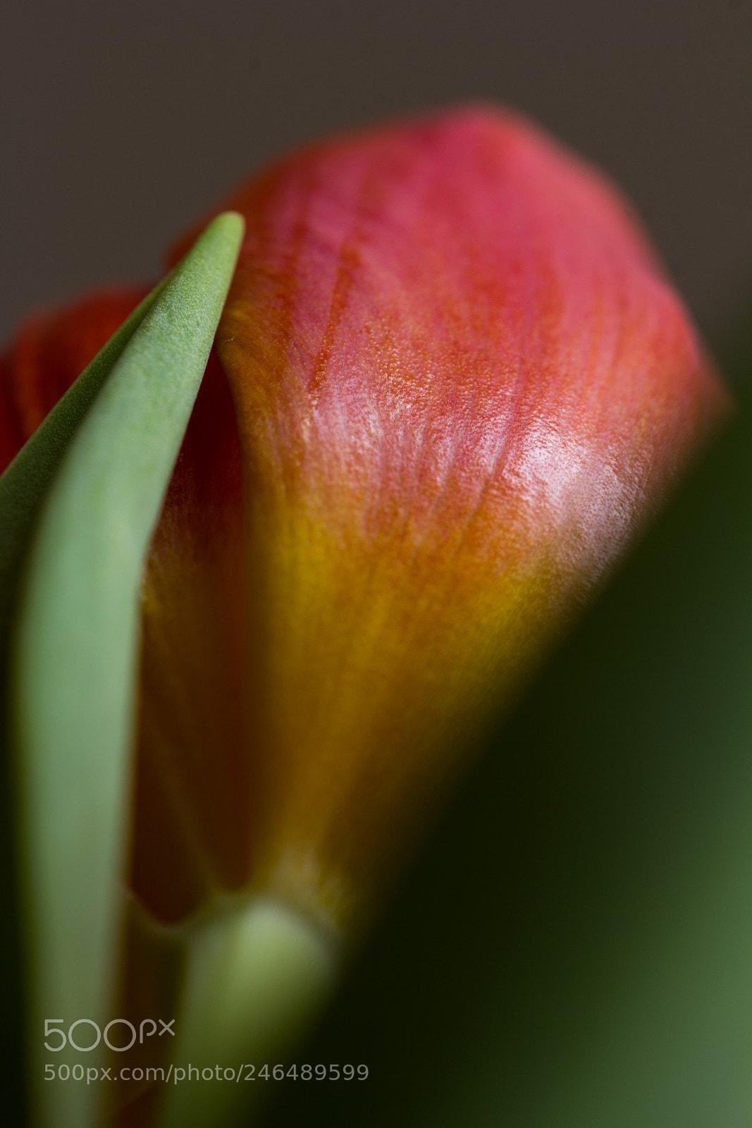 Canon EOS 60D sample photo. Springtime photography