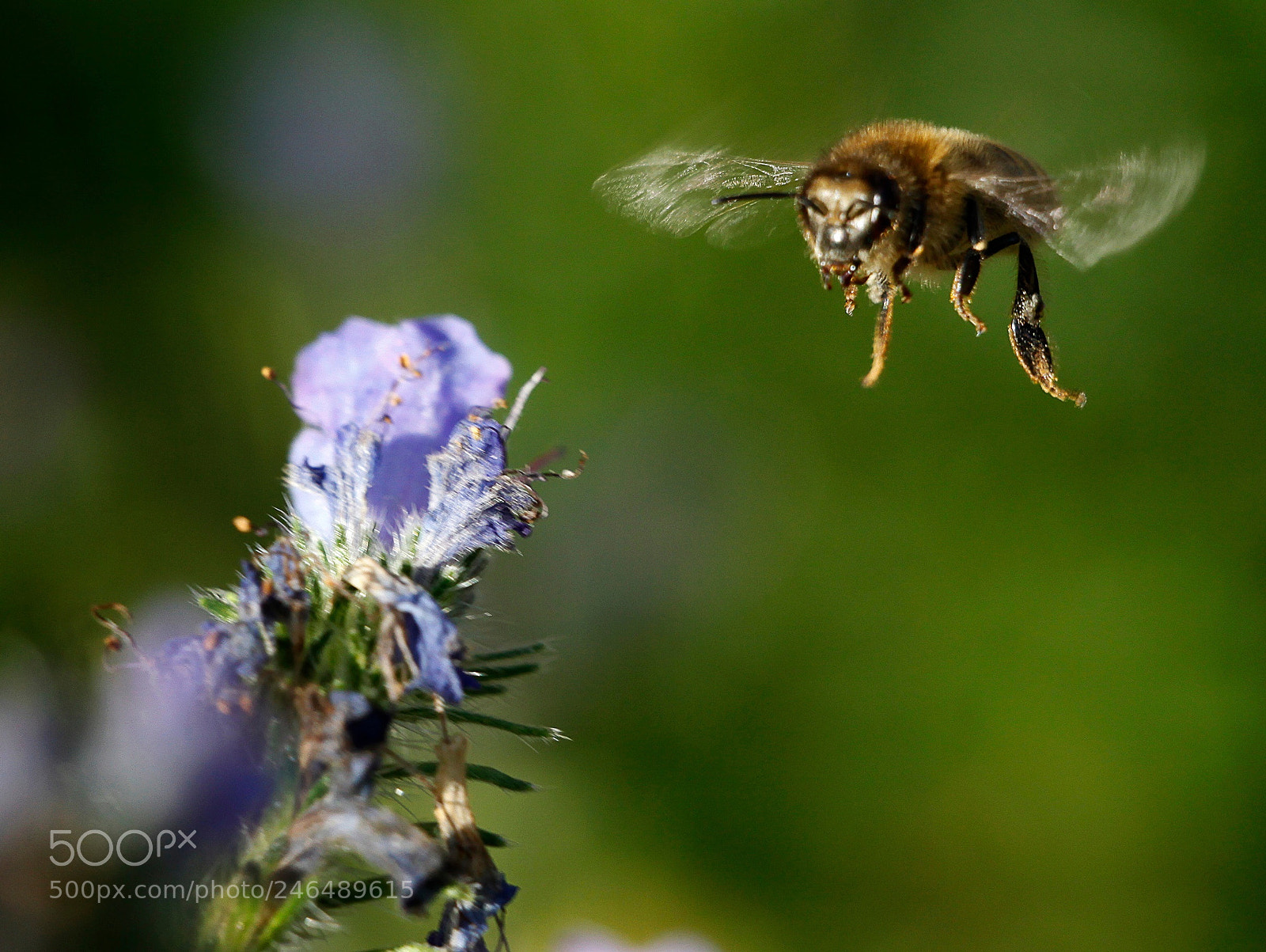 Canon EOS 50D sample photo. Untitled photography