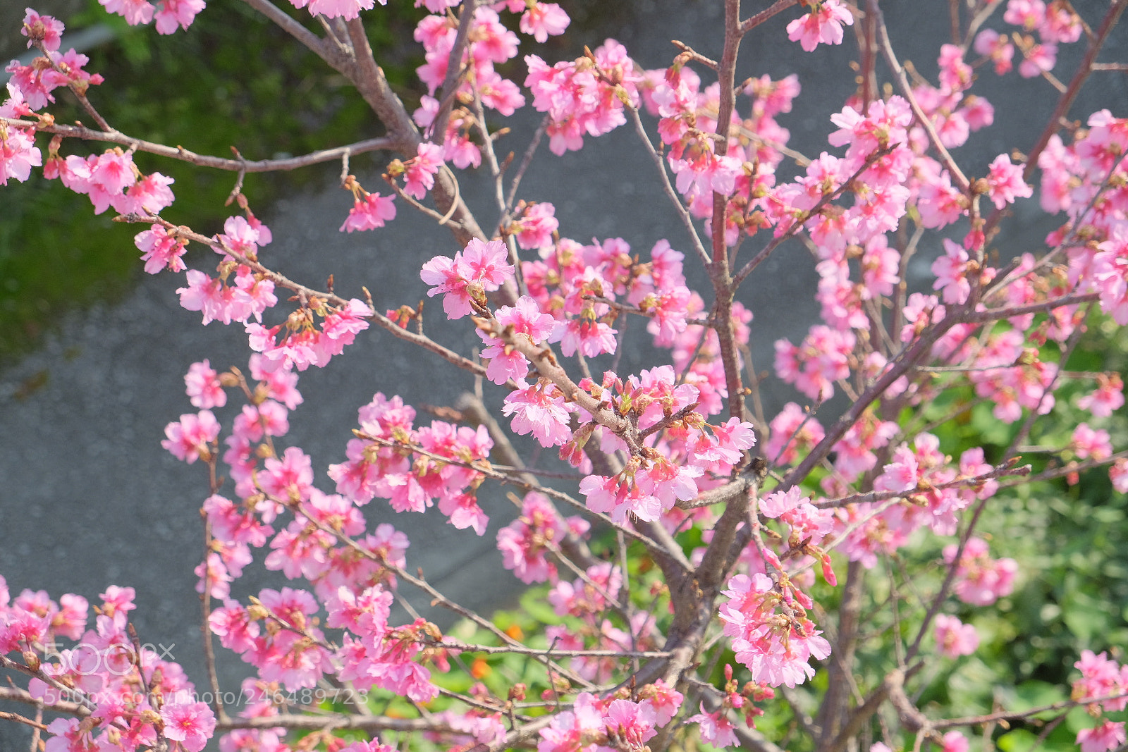 Fujifilm X-T2 sample photo. Cherry blossoms photography