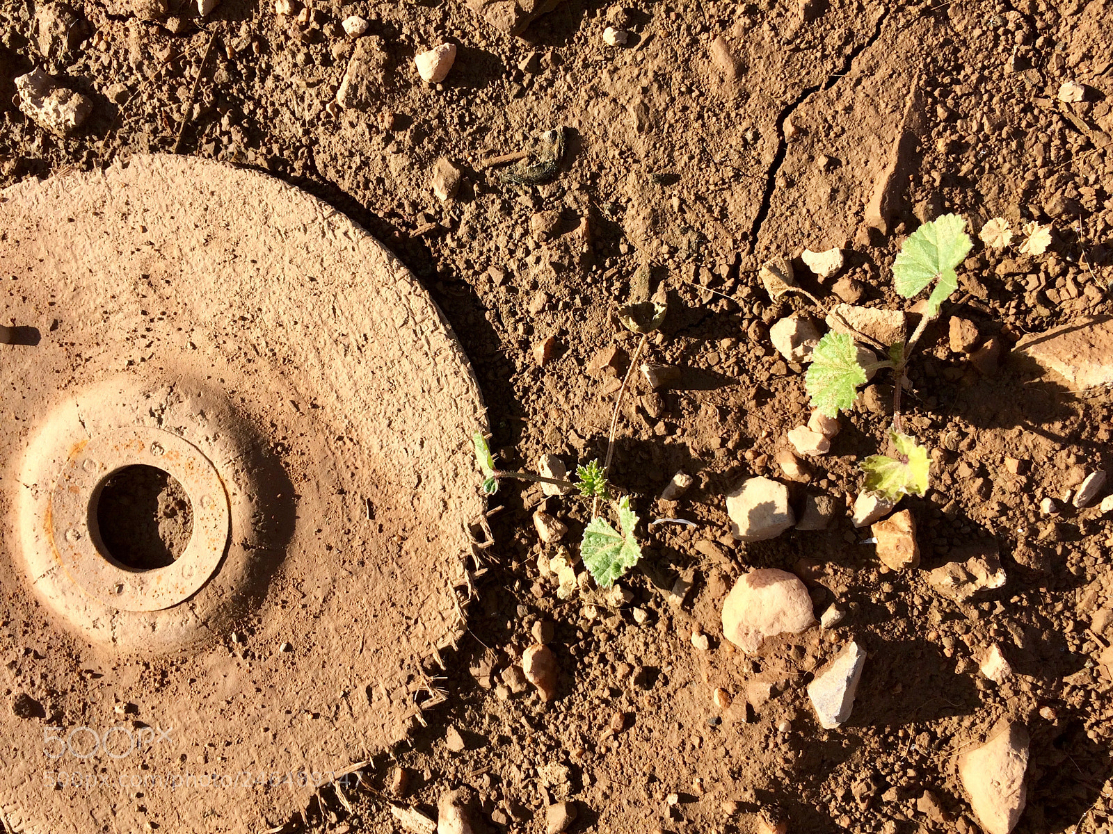 Apple iPhone 5s sample photo. تعود الحياة photography