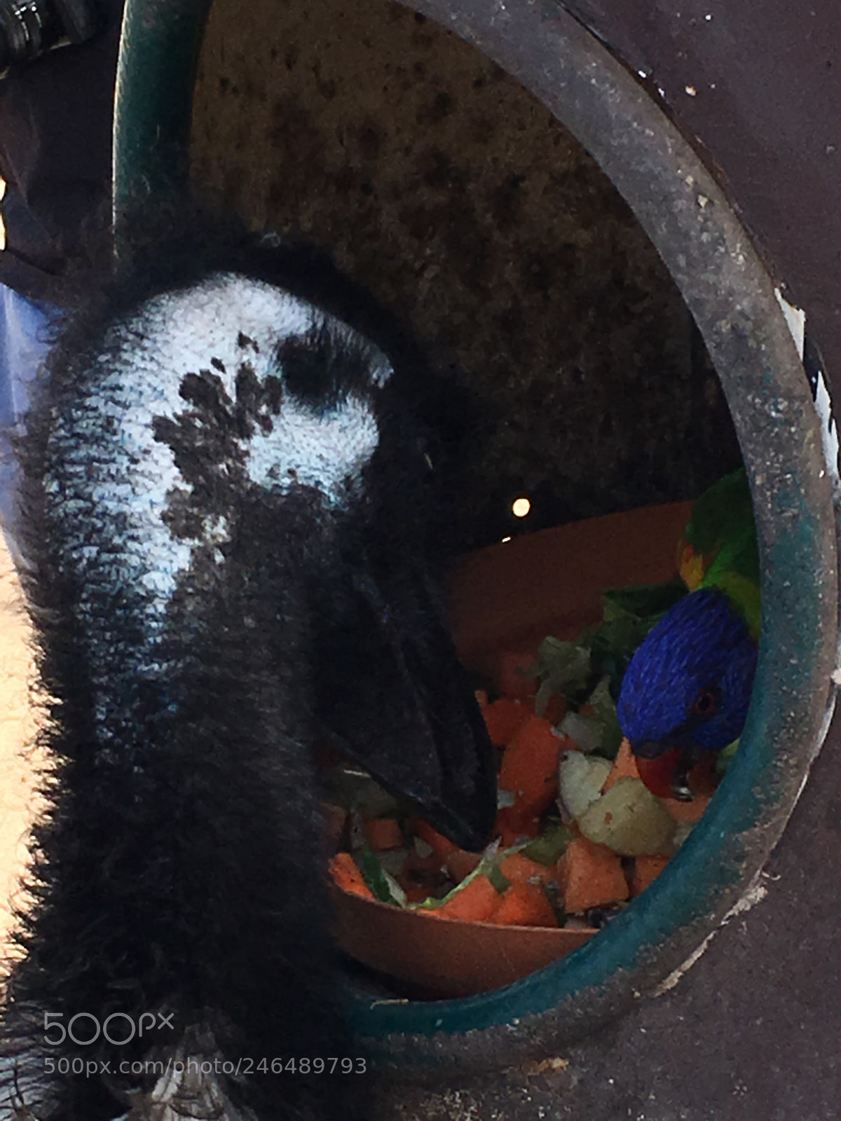 Apple iPhone 6s sample photo. Unlikely friends feeding photography