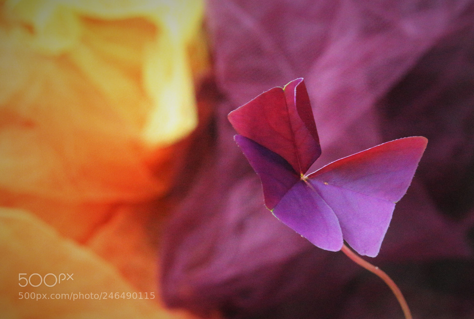 Canon EOS 100D (EOS Rebel SL1 / EOS Kiss X7) sample photo. (hope) photography