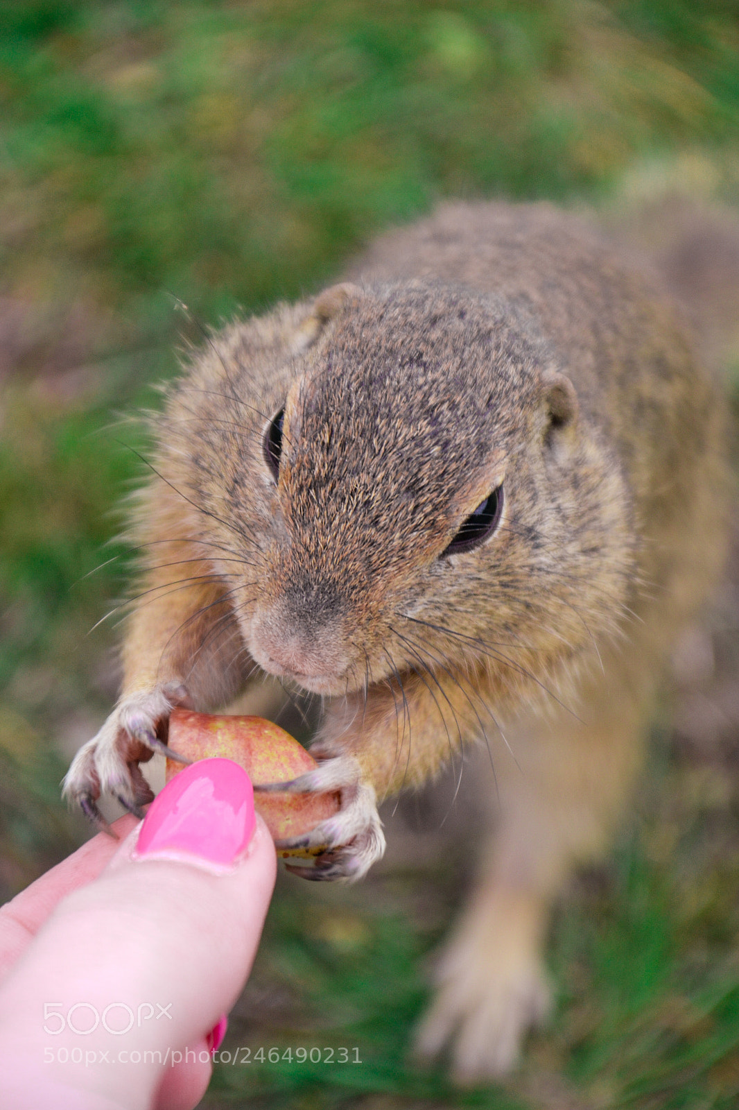 Nikon D3100 sample photo. Feeding a ground squirrel photography
