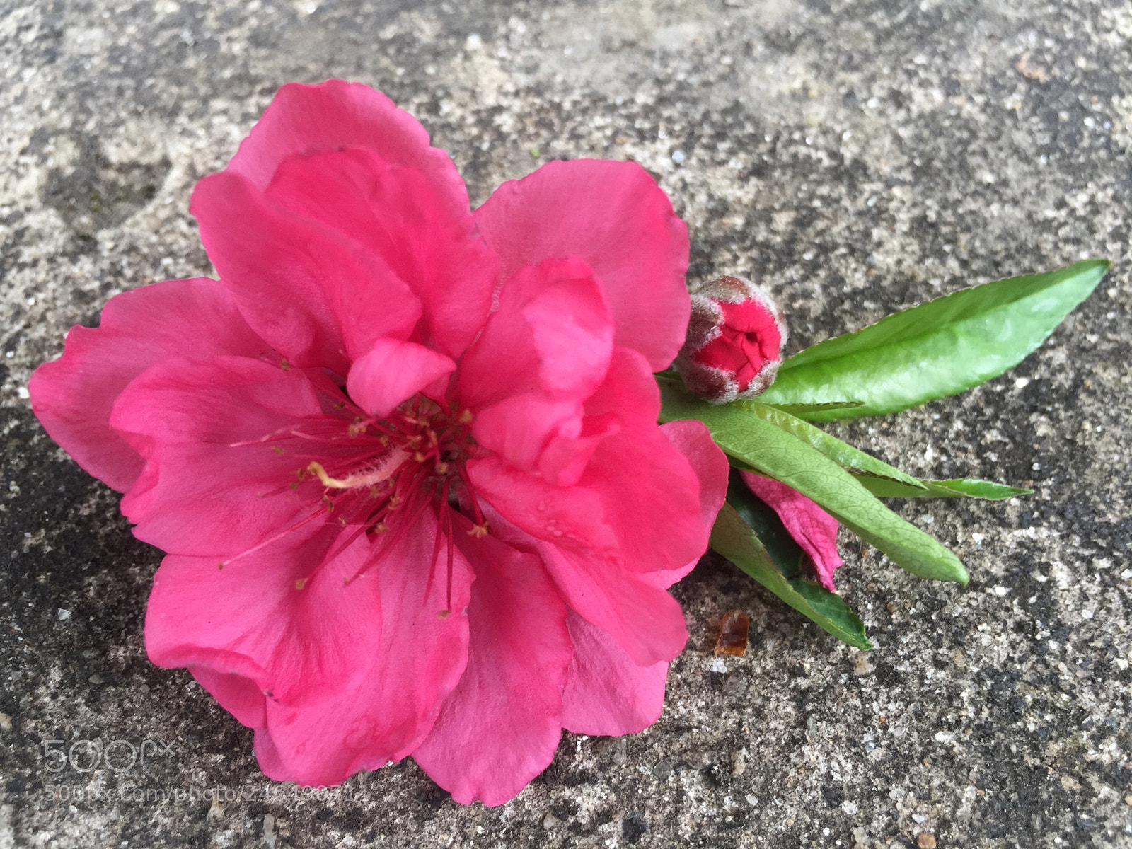 Apple iPhone 6 sample photo. Hoa đào photography