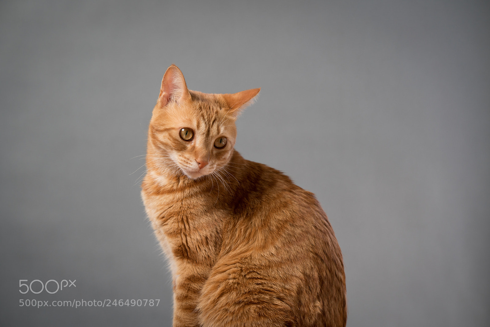 Sony a7R III sample photo. Kitties on a gray photography