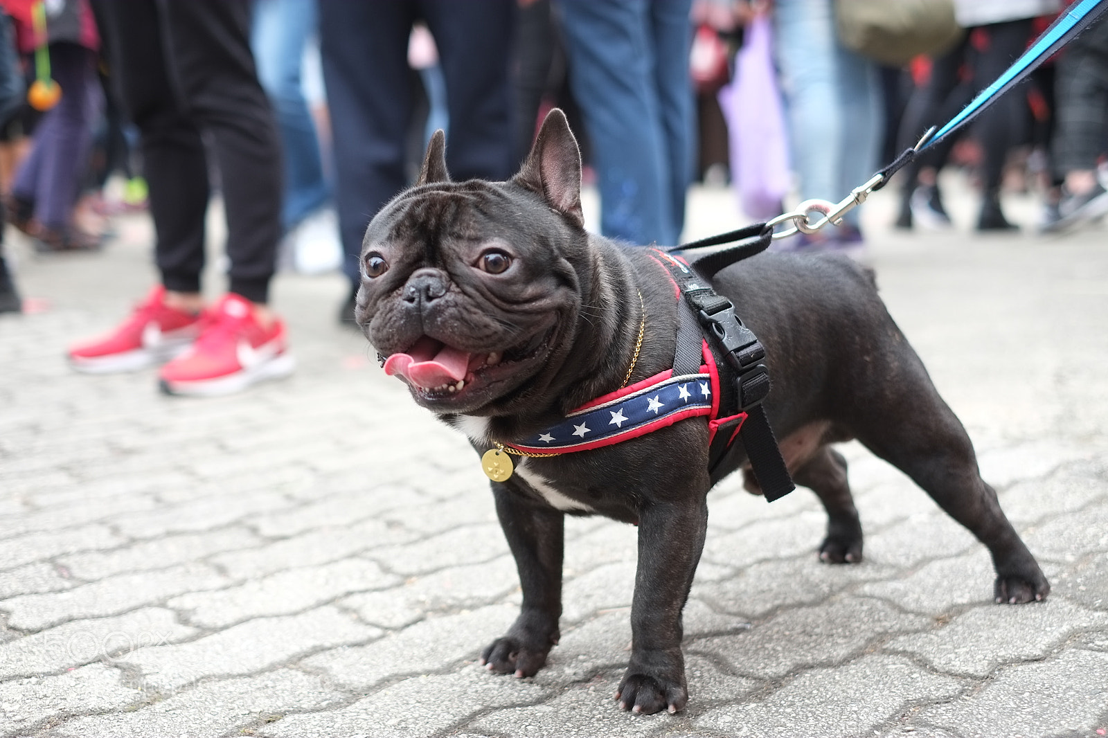 Fujifilm X-E1 sample photo. Black dog kiss my photography