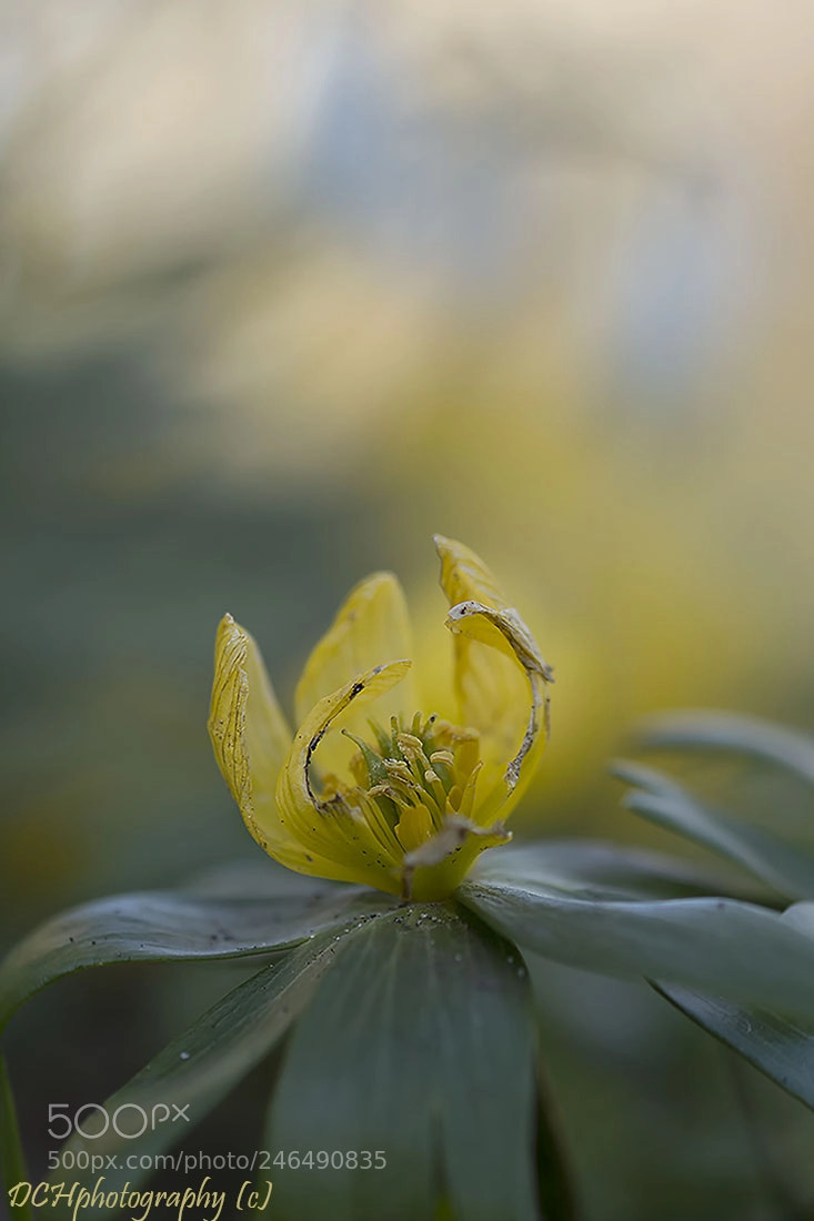 Canon EOS 650D (EOS Rebel T4i / EOS Kiss X6i) sample photo. Winter aconite photography