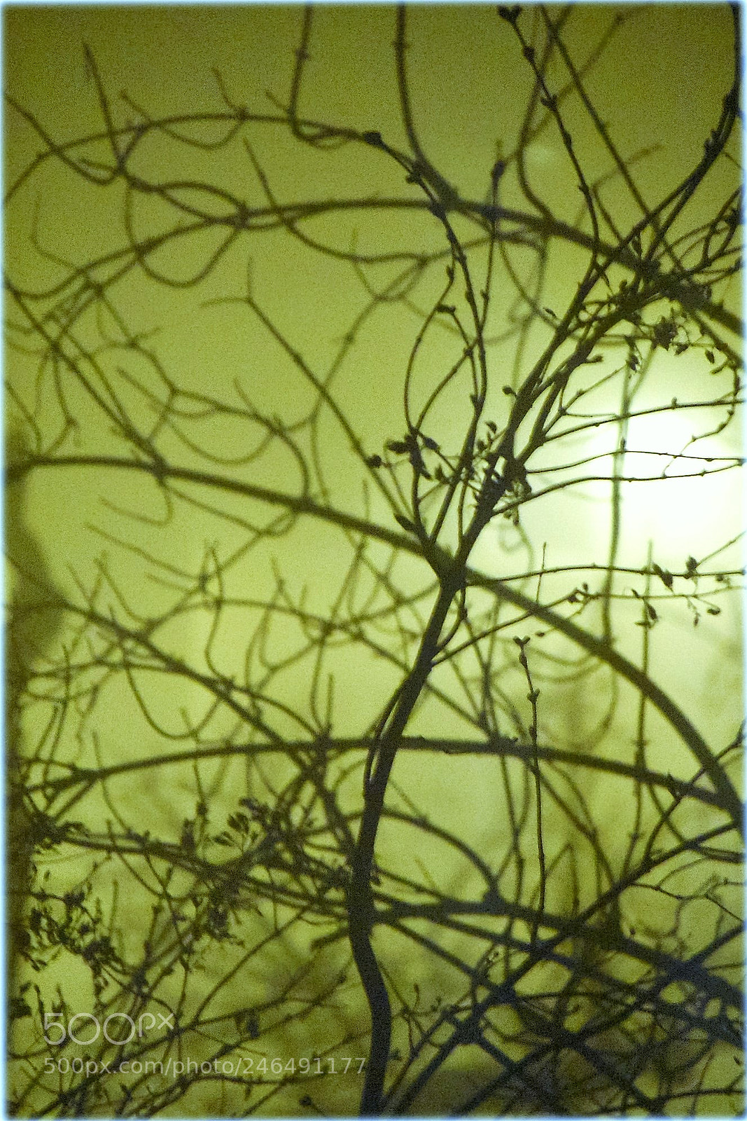 Nikon D810 sample photo. "natural growing" photography