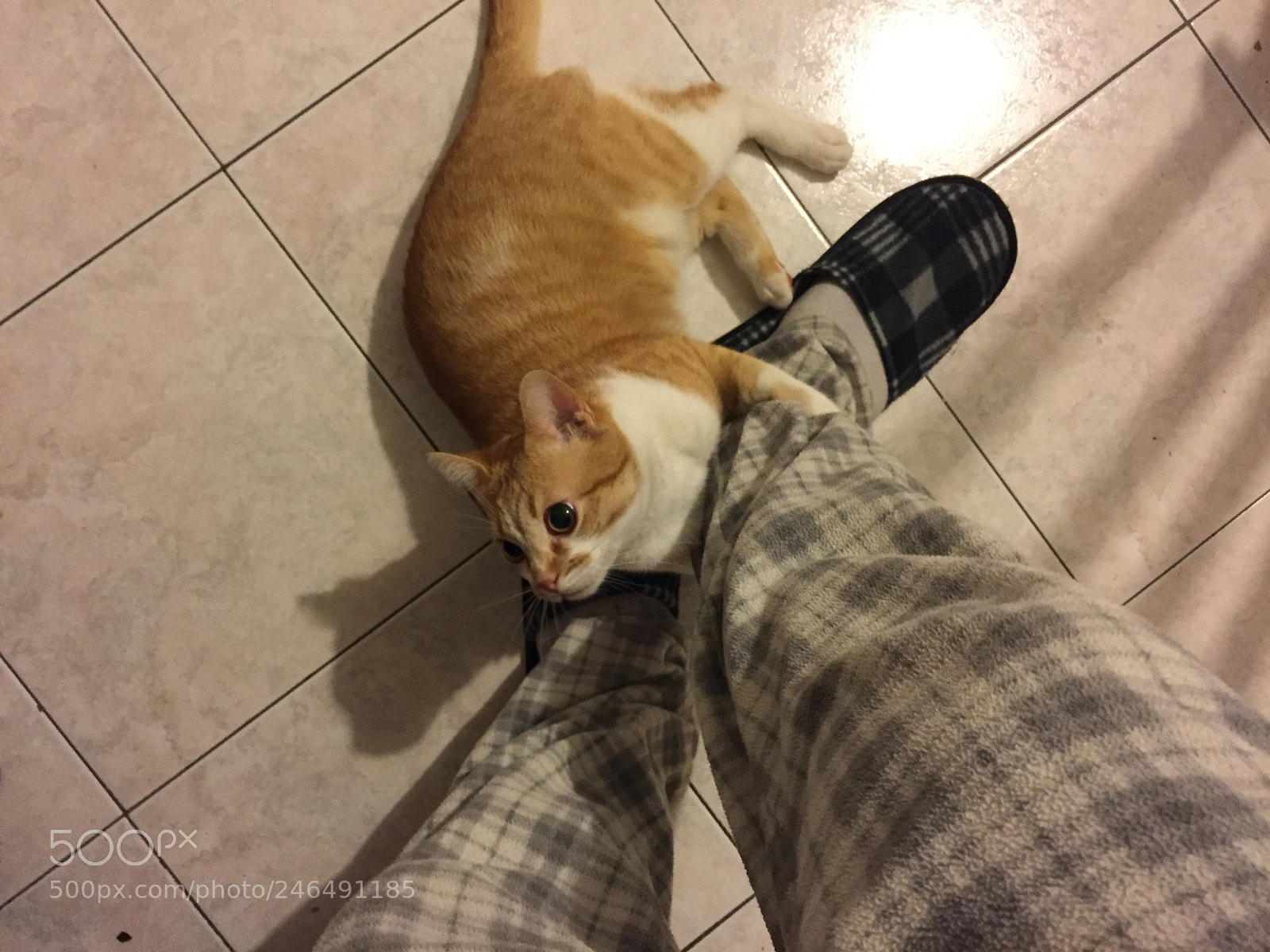 Apple iPhone 6 sample photo. Gatto che vuole giocare photography