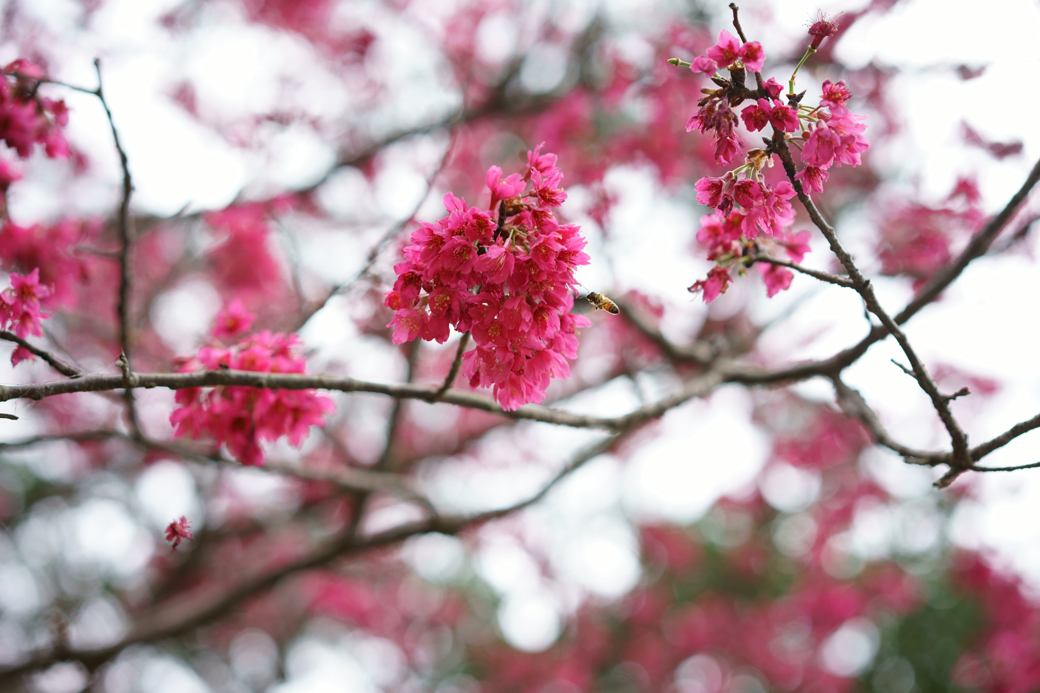 Sony a7 II + Sony Sonnar T* FE 55mm F1.8 ZA sample photo. Bee and plum flower photography