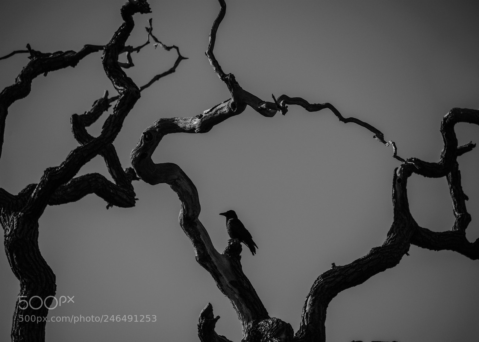 Nikon D810 sample photo. Crow photography
