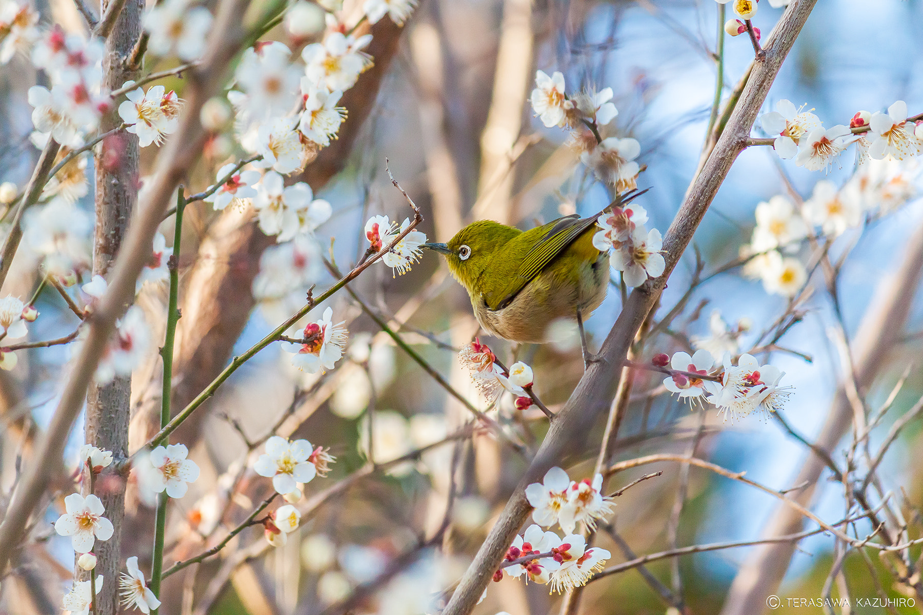 Canon EOS 500D (EOS Rebel T1i / EOS Kiss X3) sample photo. Japanese white-eye photography