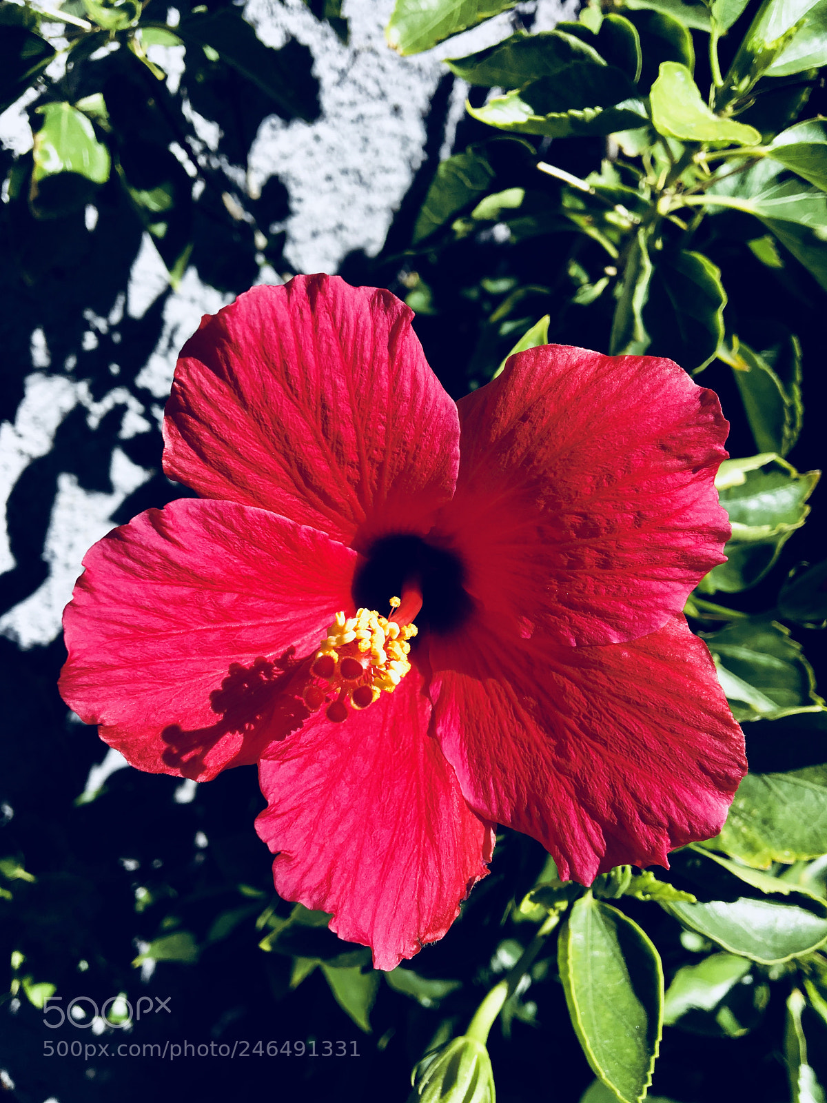 Apple iPad Pro sample photo. Untitled photography