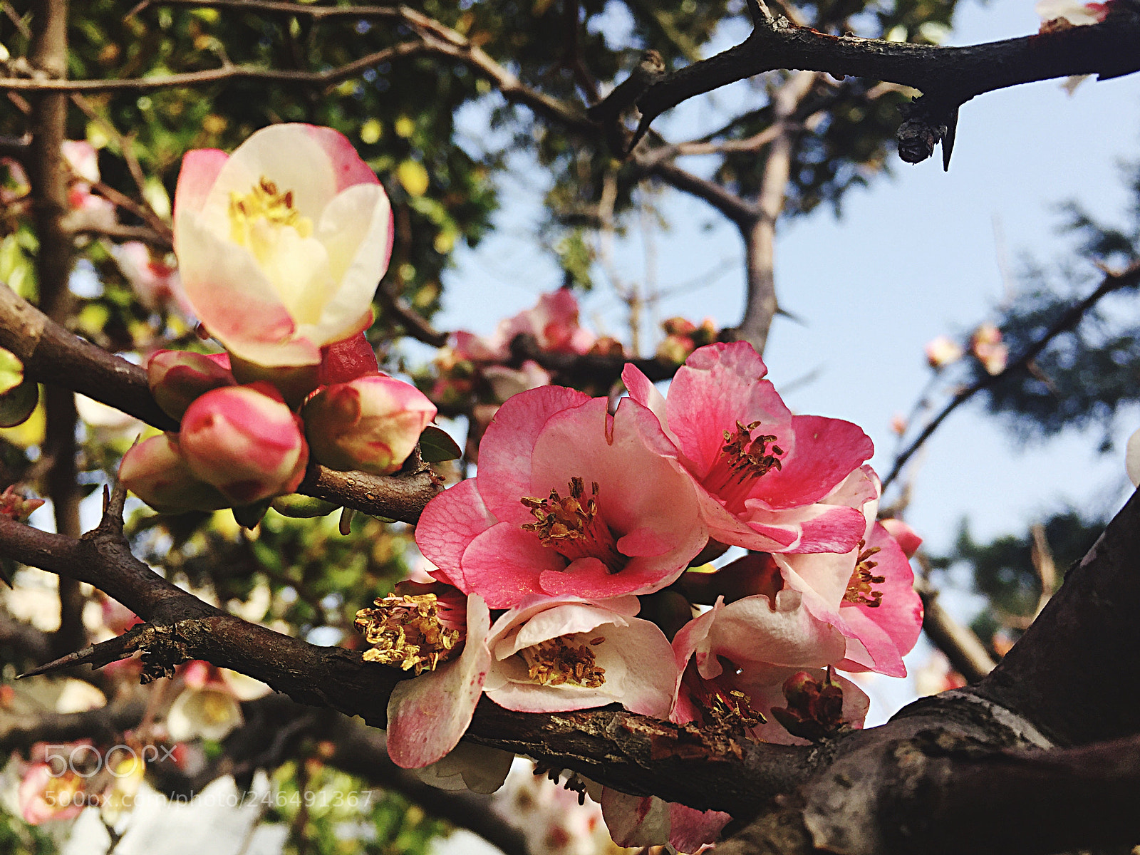 Apple iPhone 6 sample photo. Spring in winter  photography