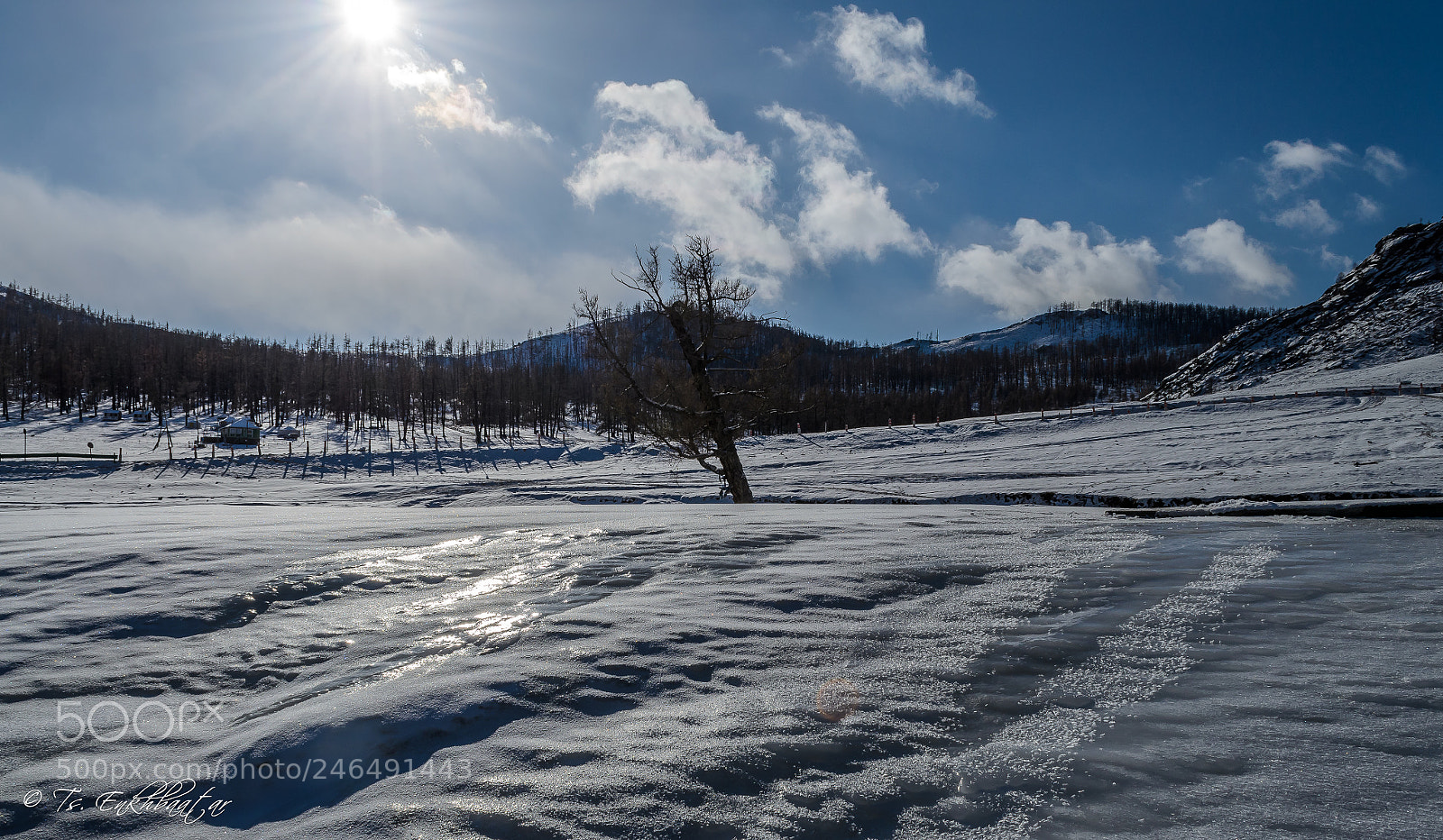 Nikon D5100 sample photo. Tree photography