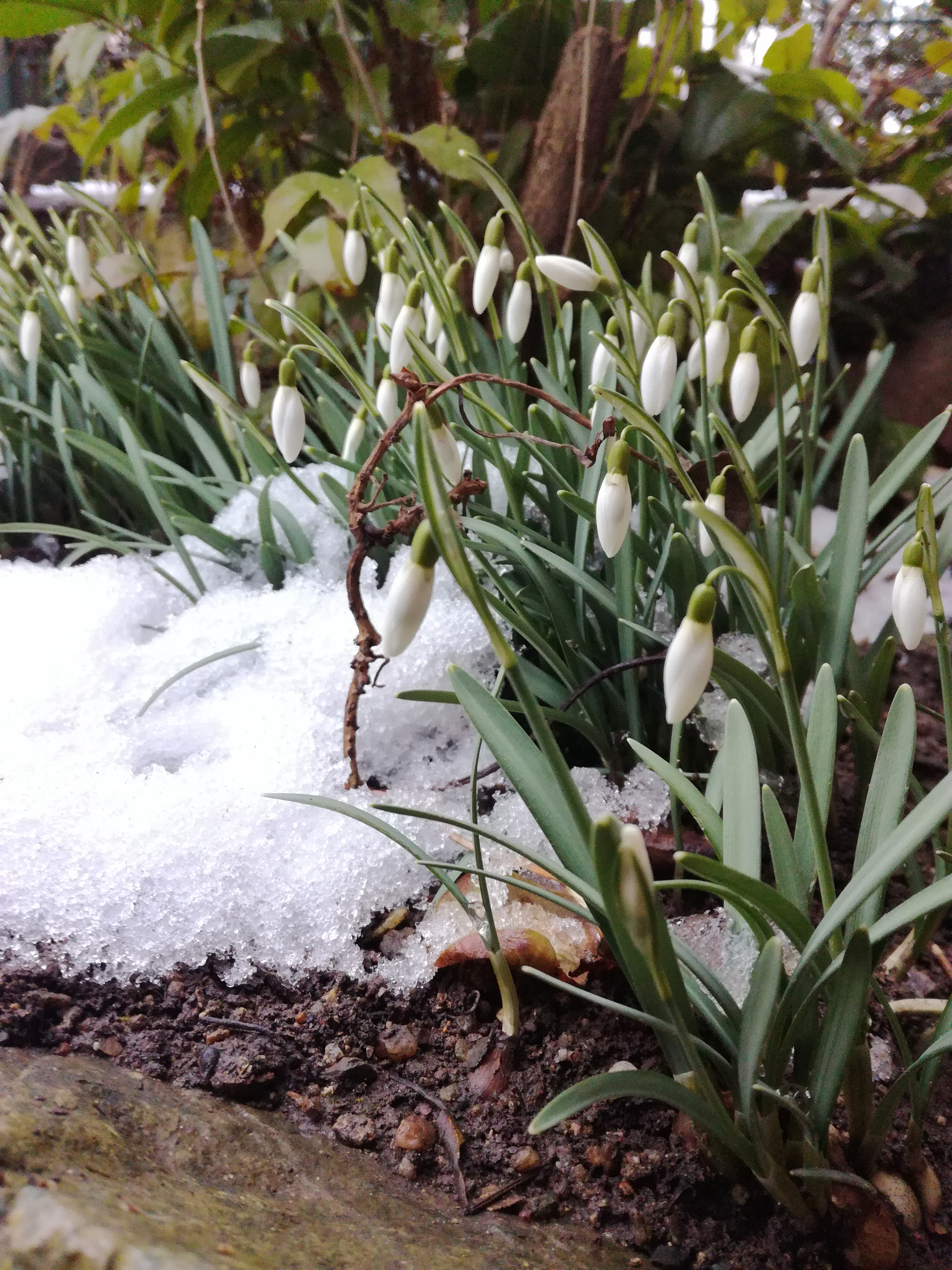HUAWEI Honor 5C sample photo. Spring photography