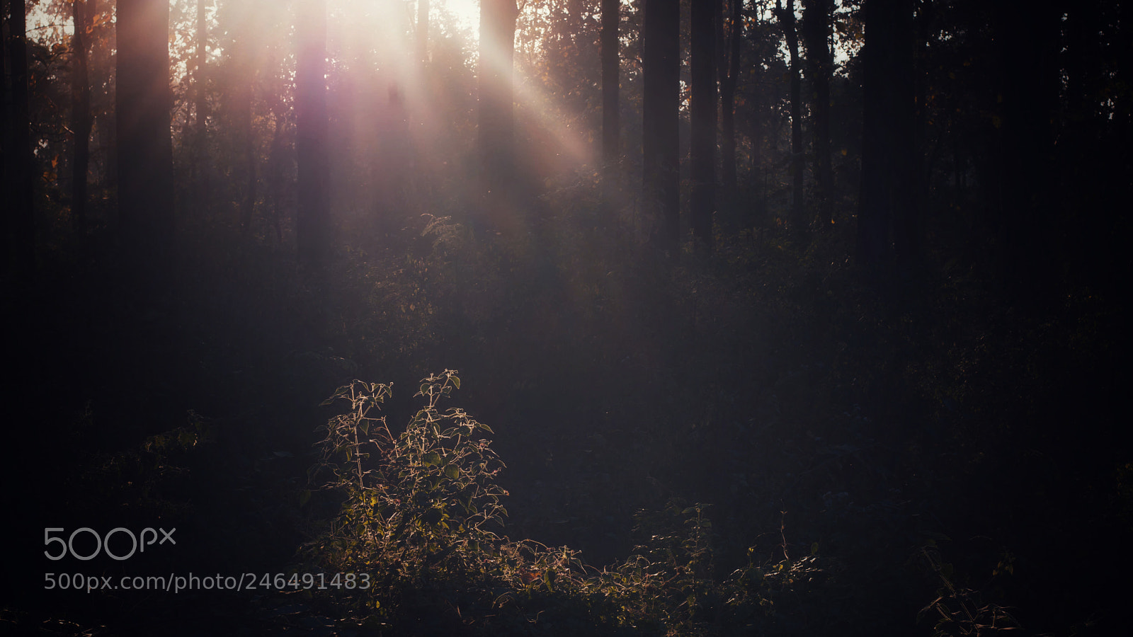 Nikon D7100 sample photo. Ray of hope photography